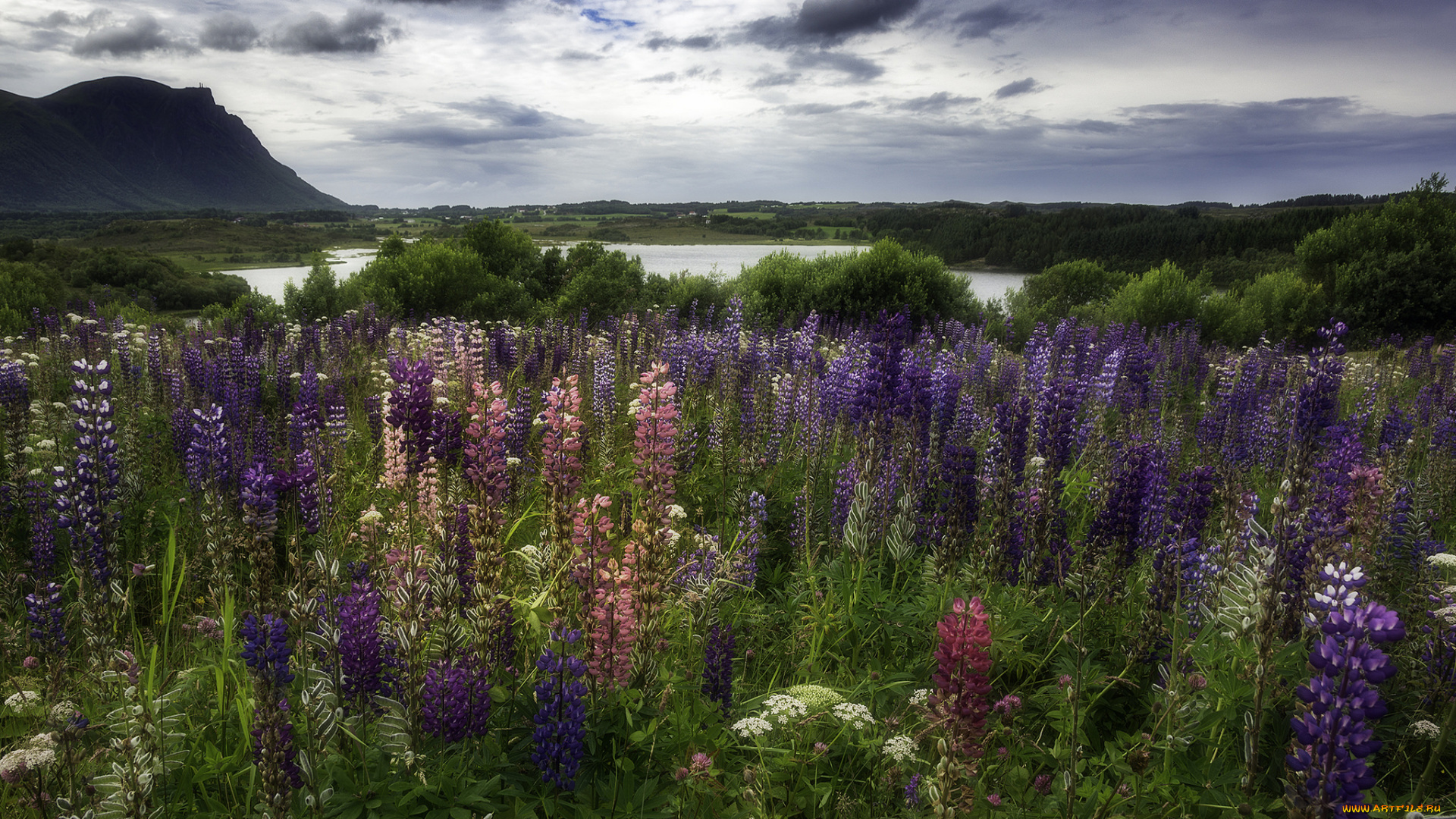 природа, луга, простор