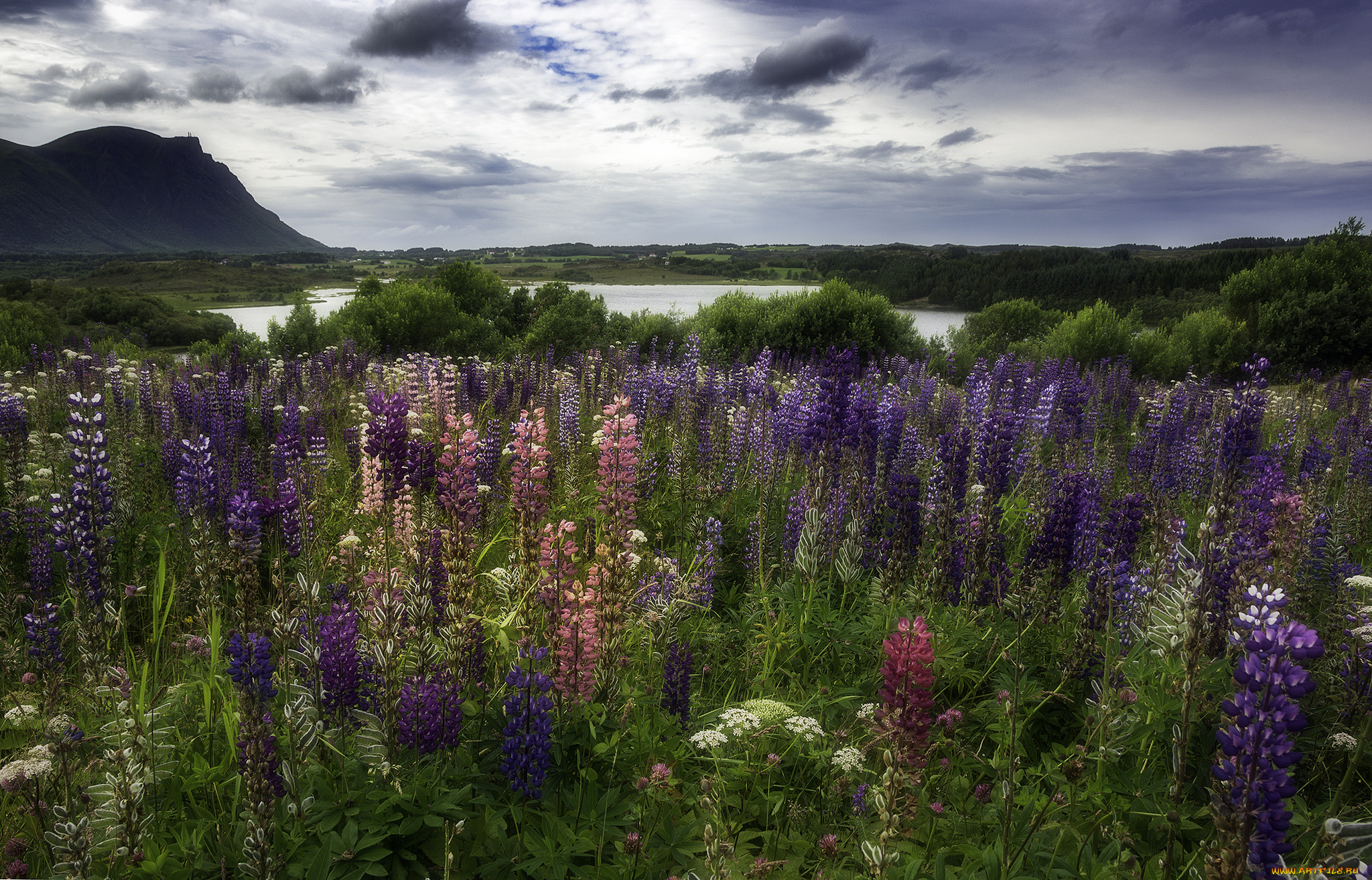 природа, луга, простор