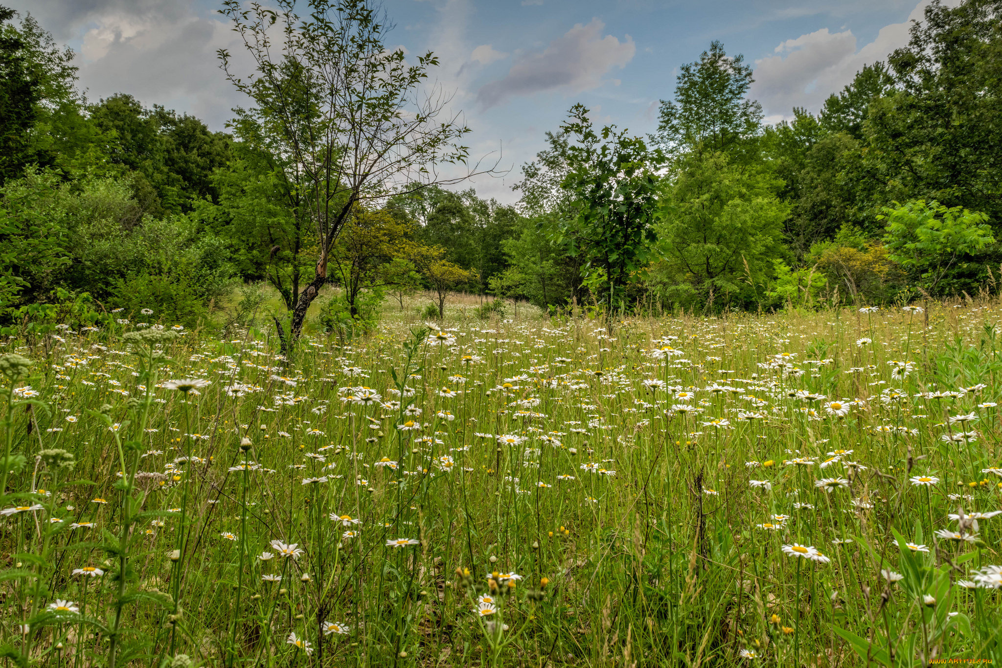 природа, луга, простор