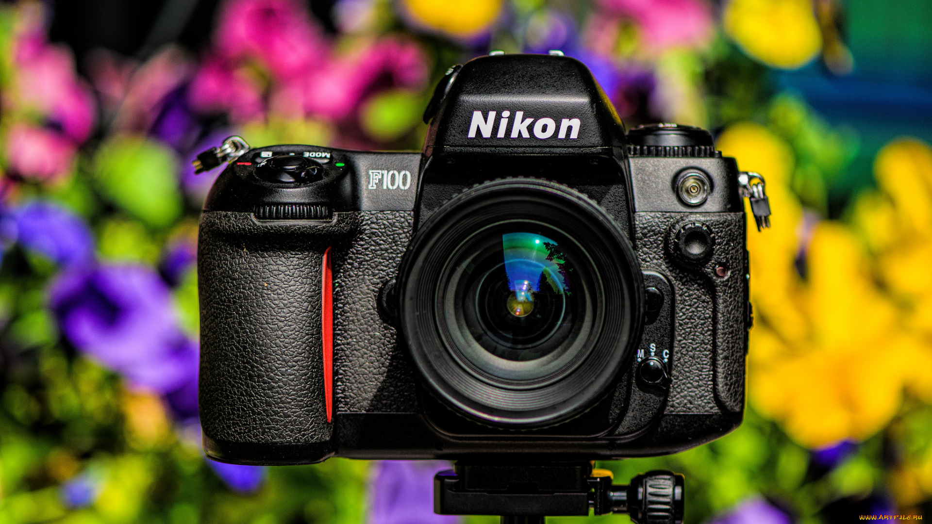 бренды, nikon, фотокамера