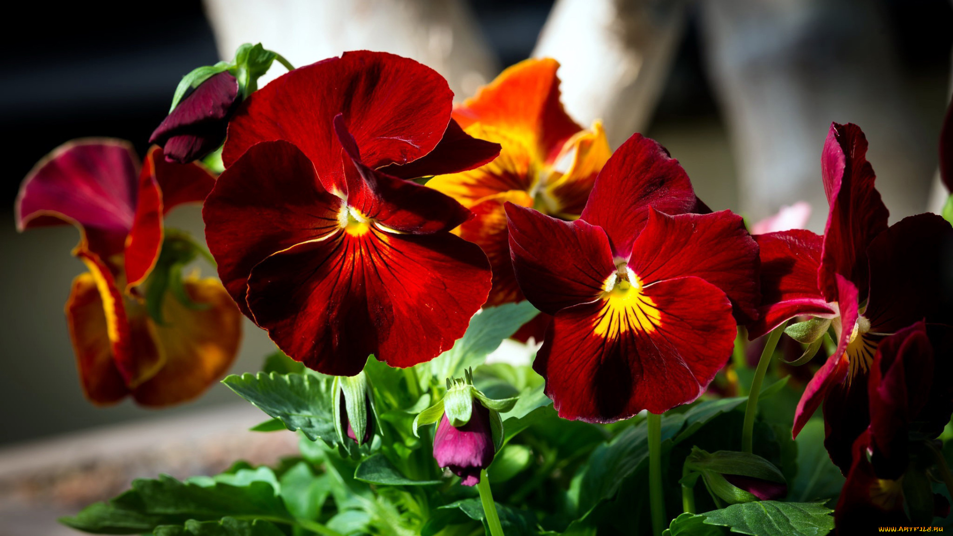 цветы, анютины, глазки, , садовые, фиалки, макро