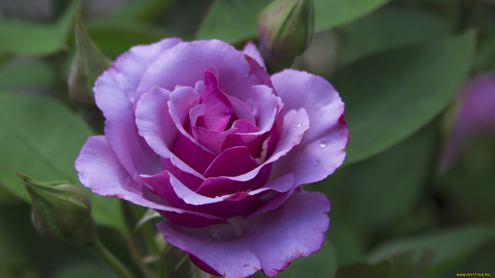 цветы, розы, макро