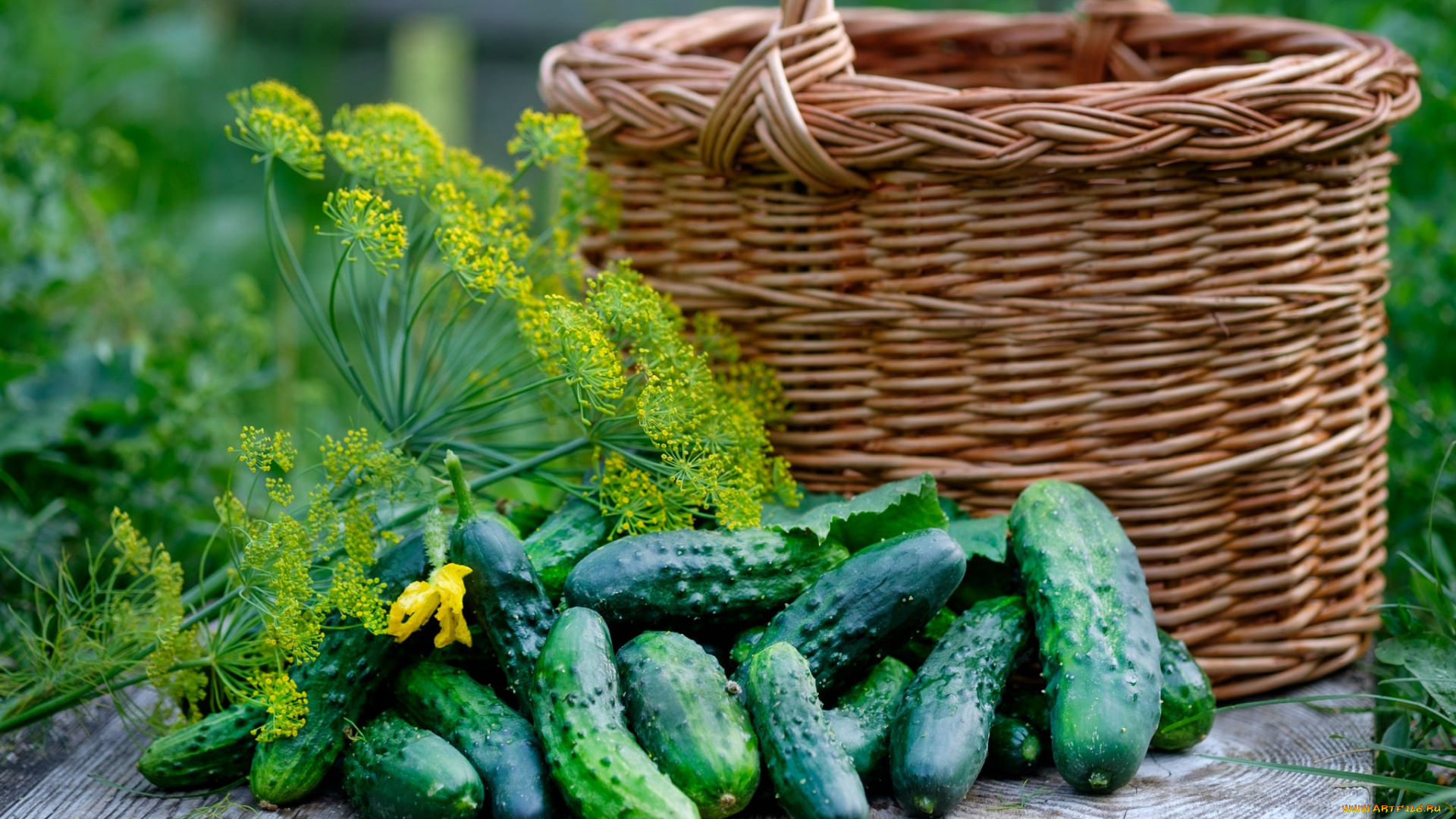 еда, огурцы, укроп, корзина