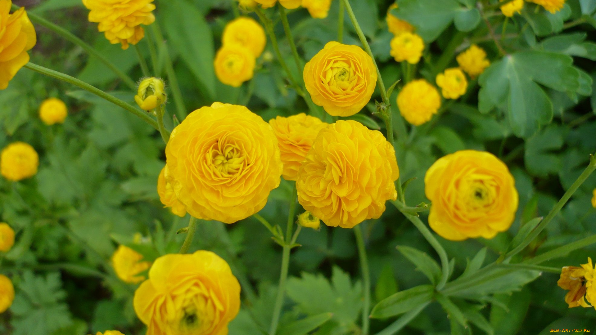 махровый, лютик, цветы, ранункулюс, , азиатский, лютик, махровый, жёлтые, лютик