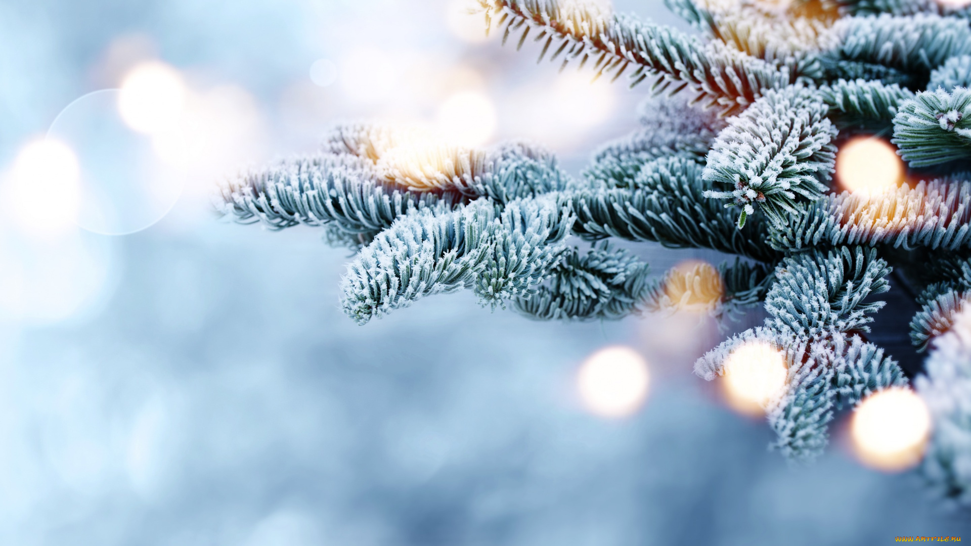 природа, деревья, ветки, bokeh, fir, tree, мороз, snow, снег, зима, елка, winter
