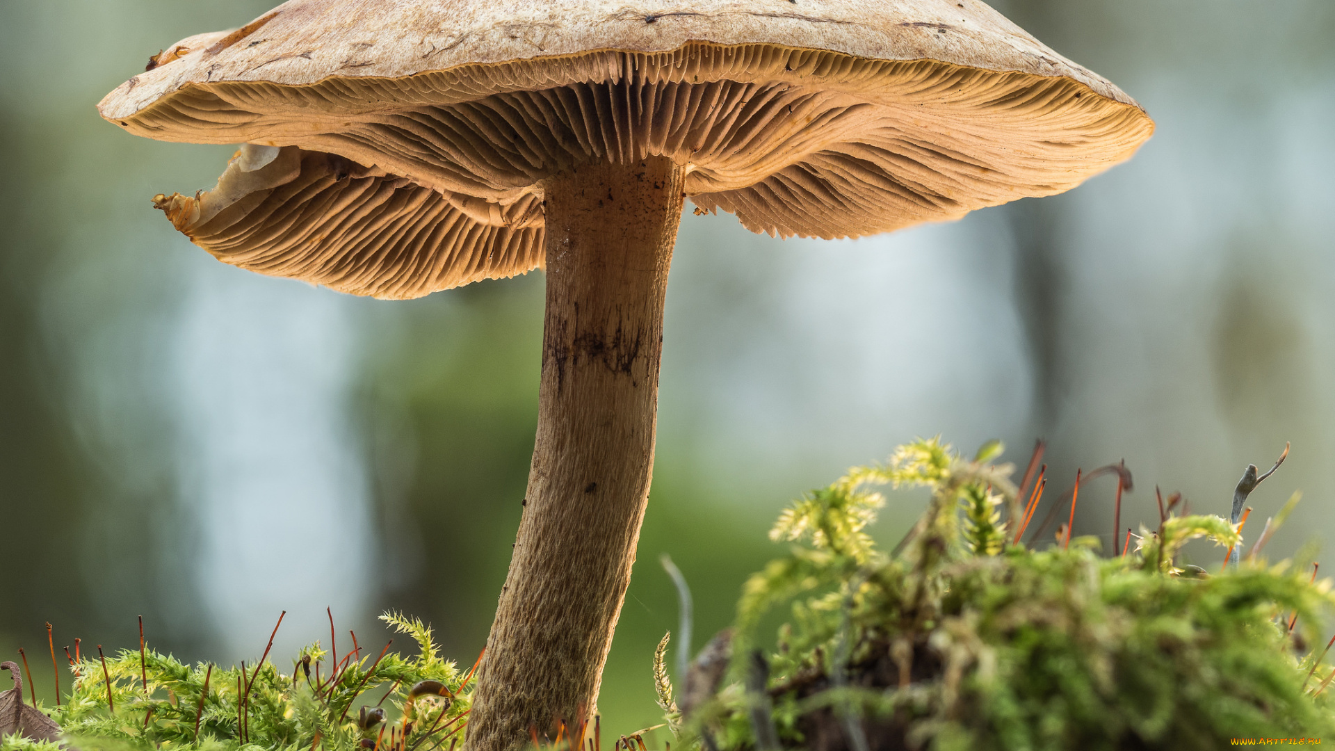 природа, грибы, осень