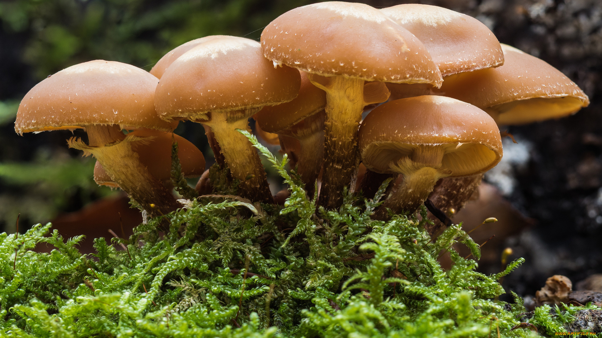 природа, грибы, осень