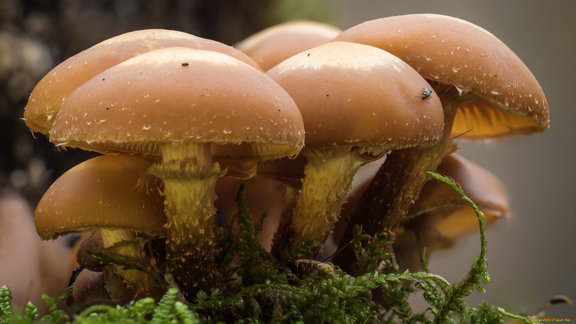 природа, грибы, осень