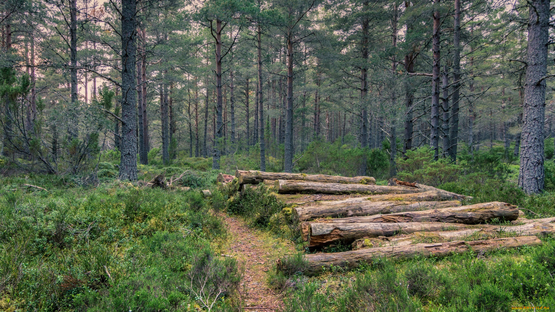 природа, лес, простор