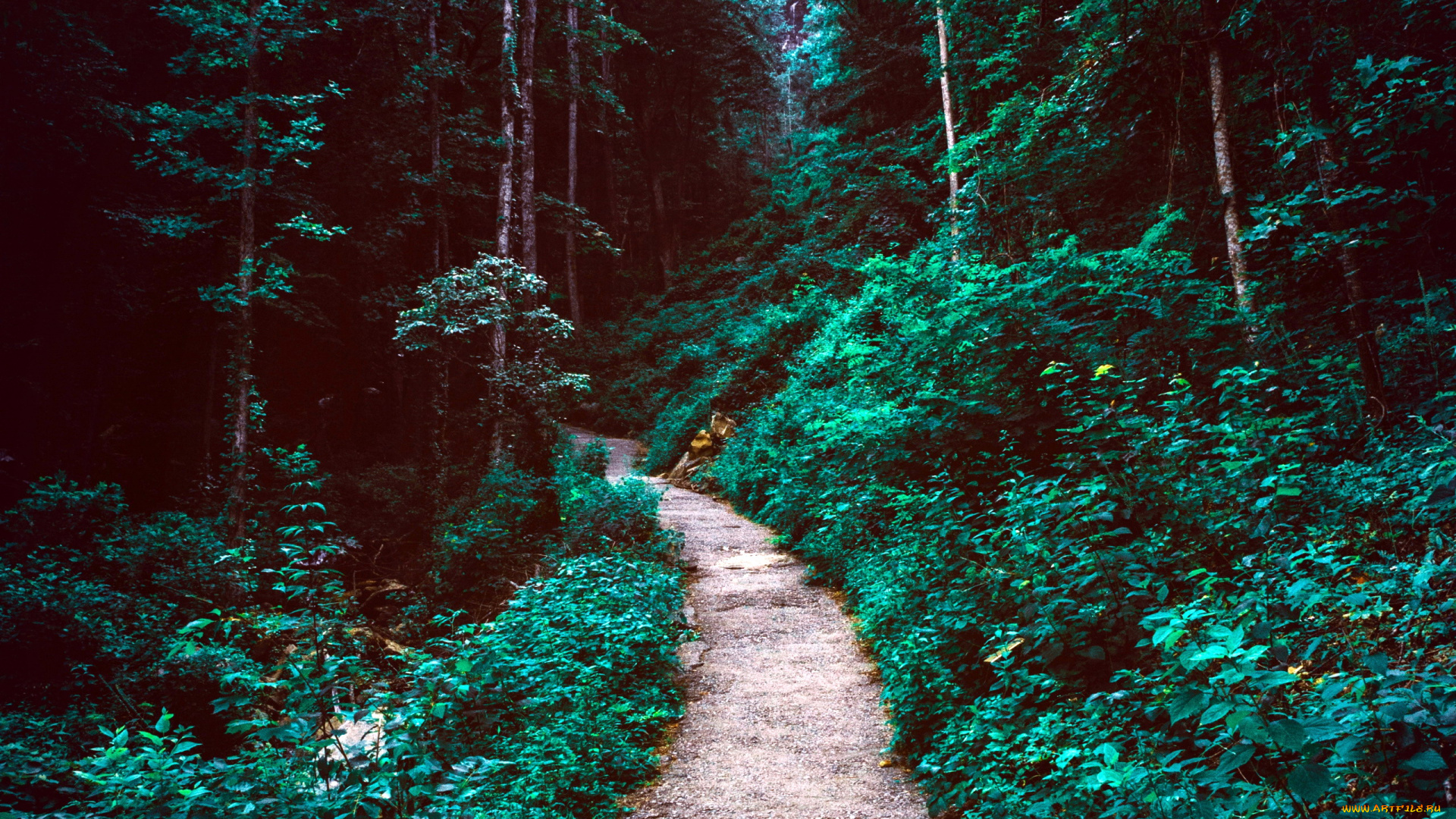 природа, лес, тропинка, деревья