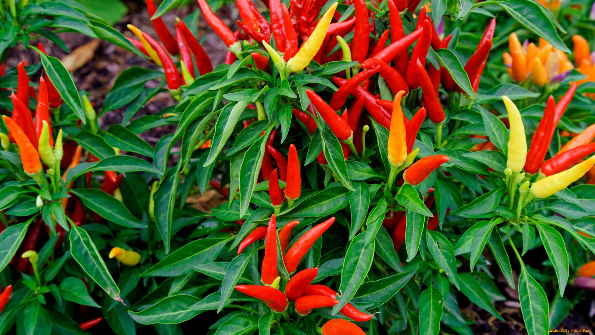 природа, плоды, перец