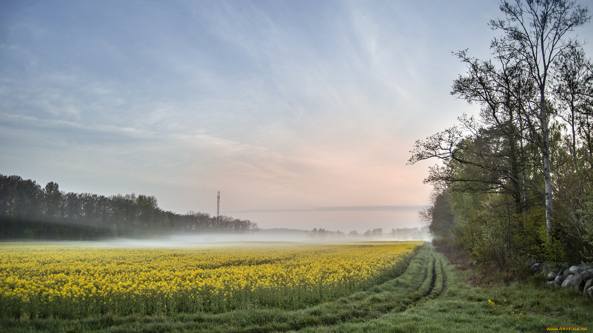природа, поля, простор
