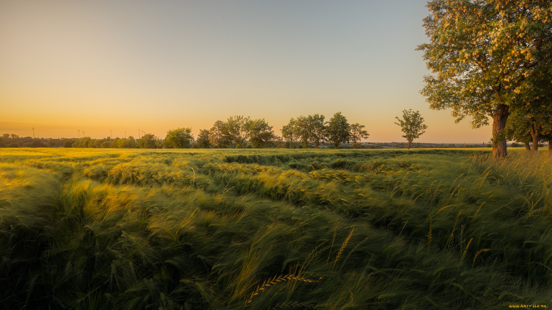 природа, поля, простор