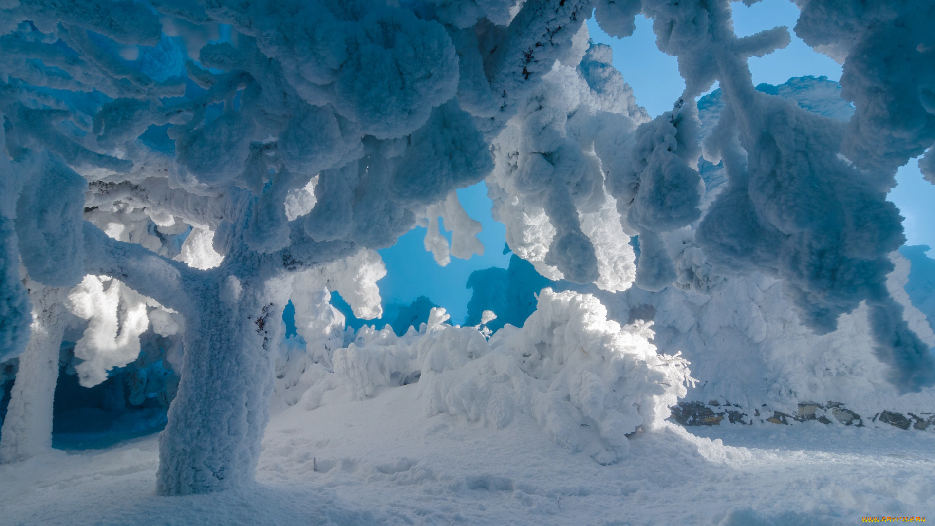 природа, зима, россия, наледь, деревья, снег