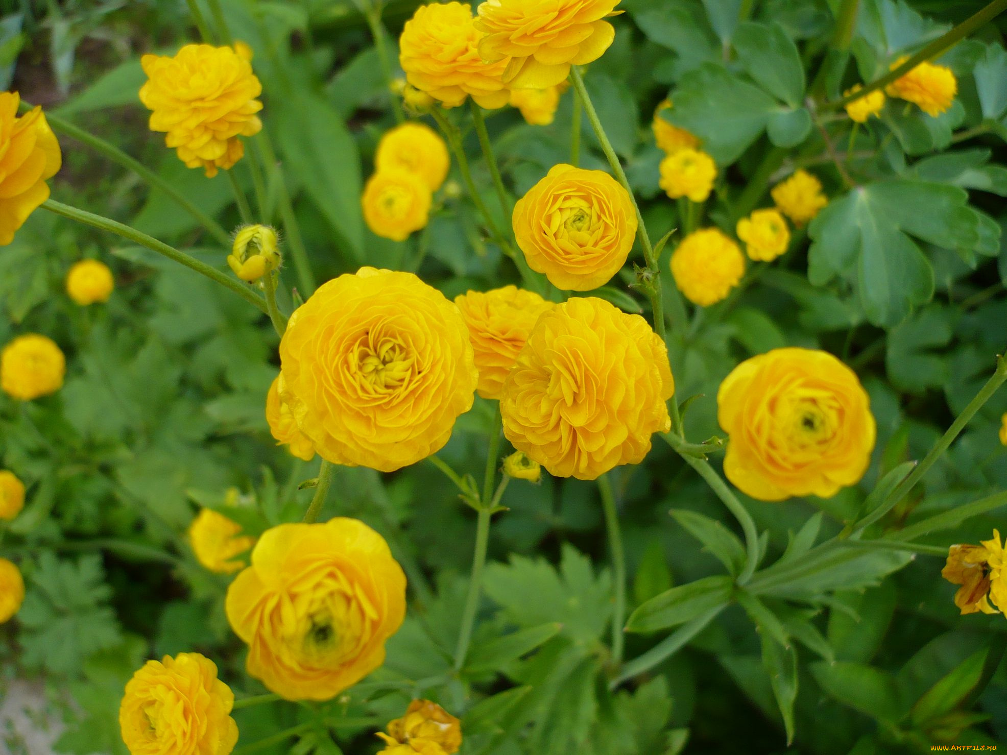 махровый, лютик, цветы, ранункулюс, , азиатский, лютик, махровый, жёлтые, лютик