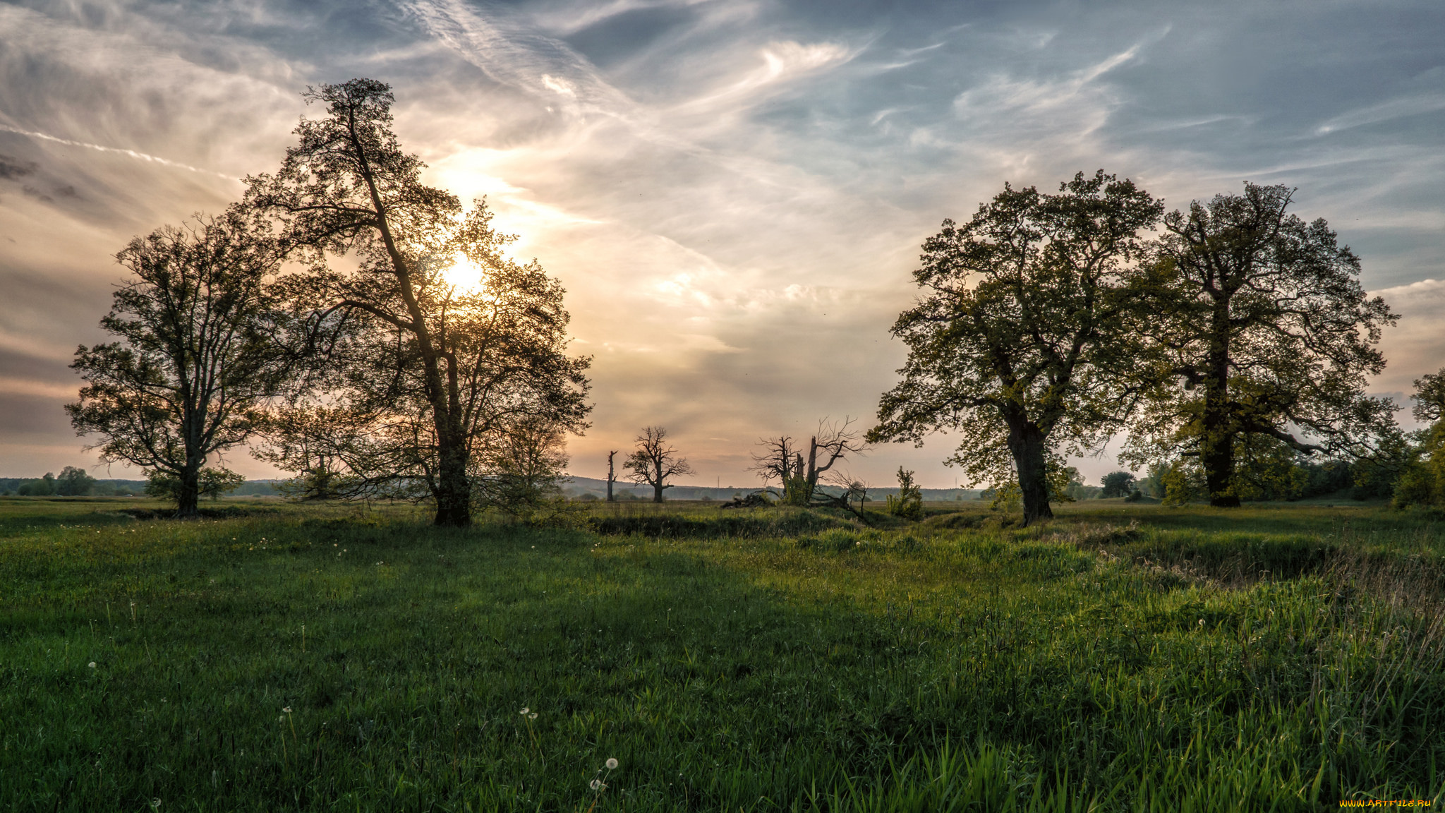 природа, деревья, простор