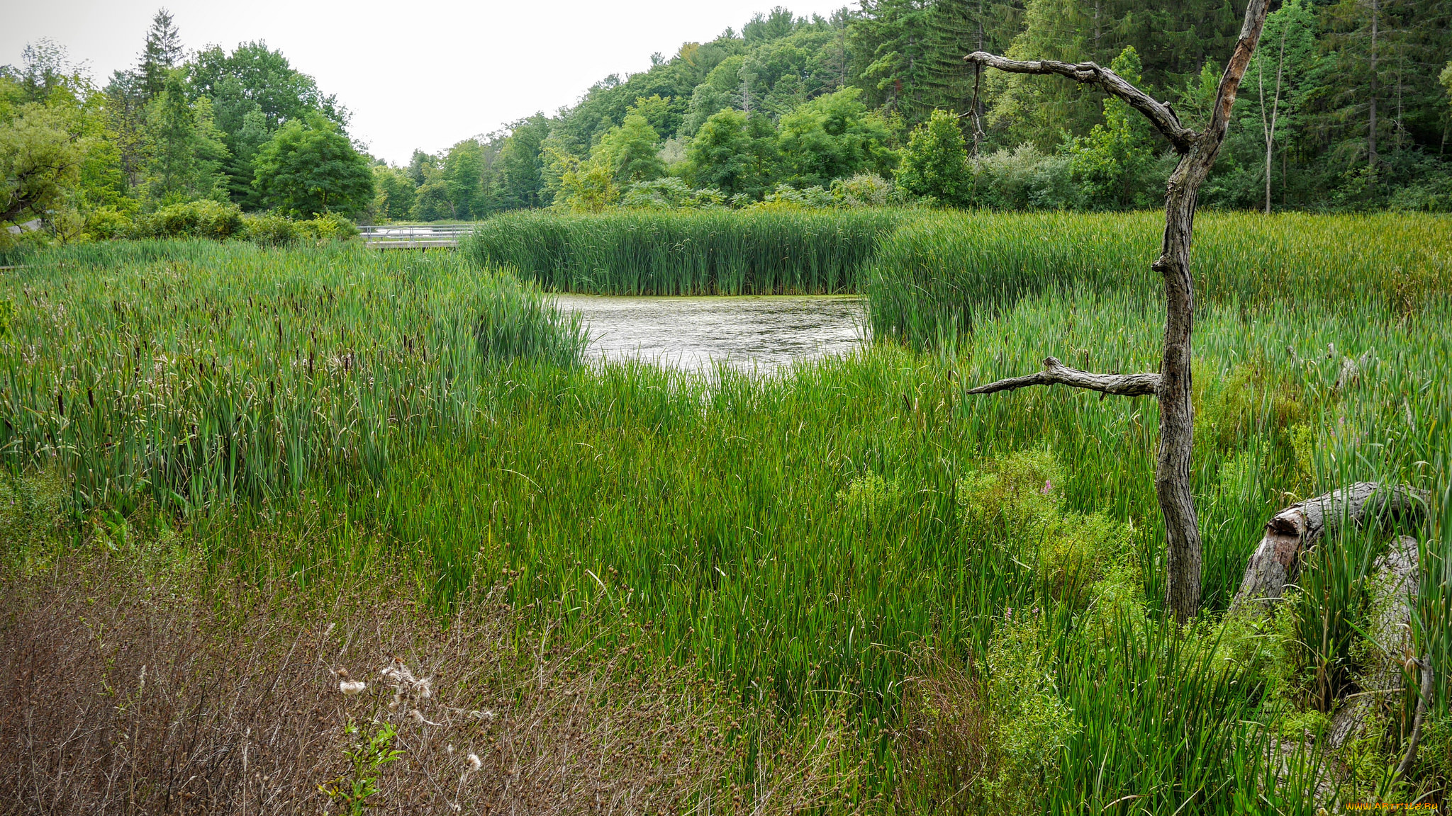 природа, реки, озера, простор