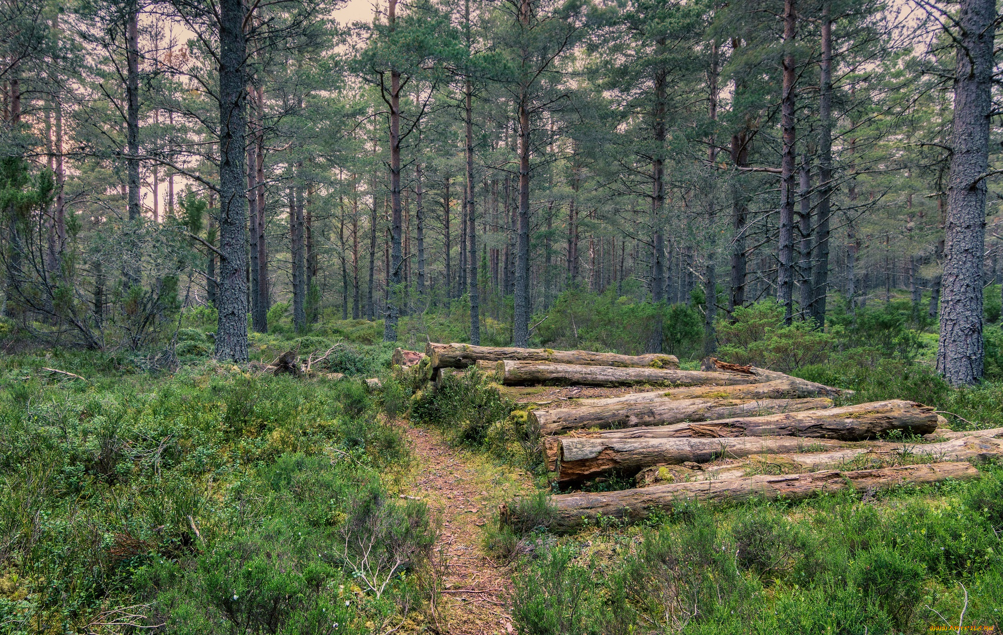 природа, лес, простор