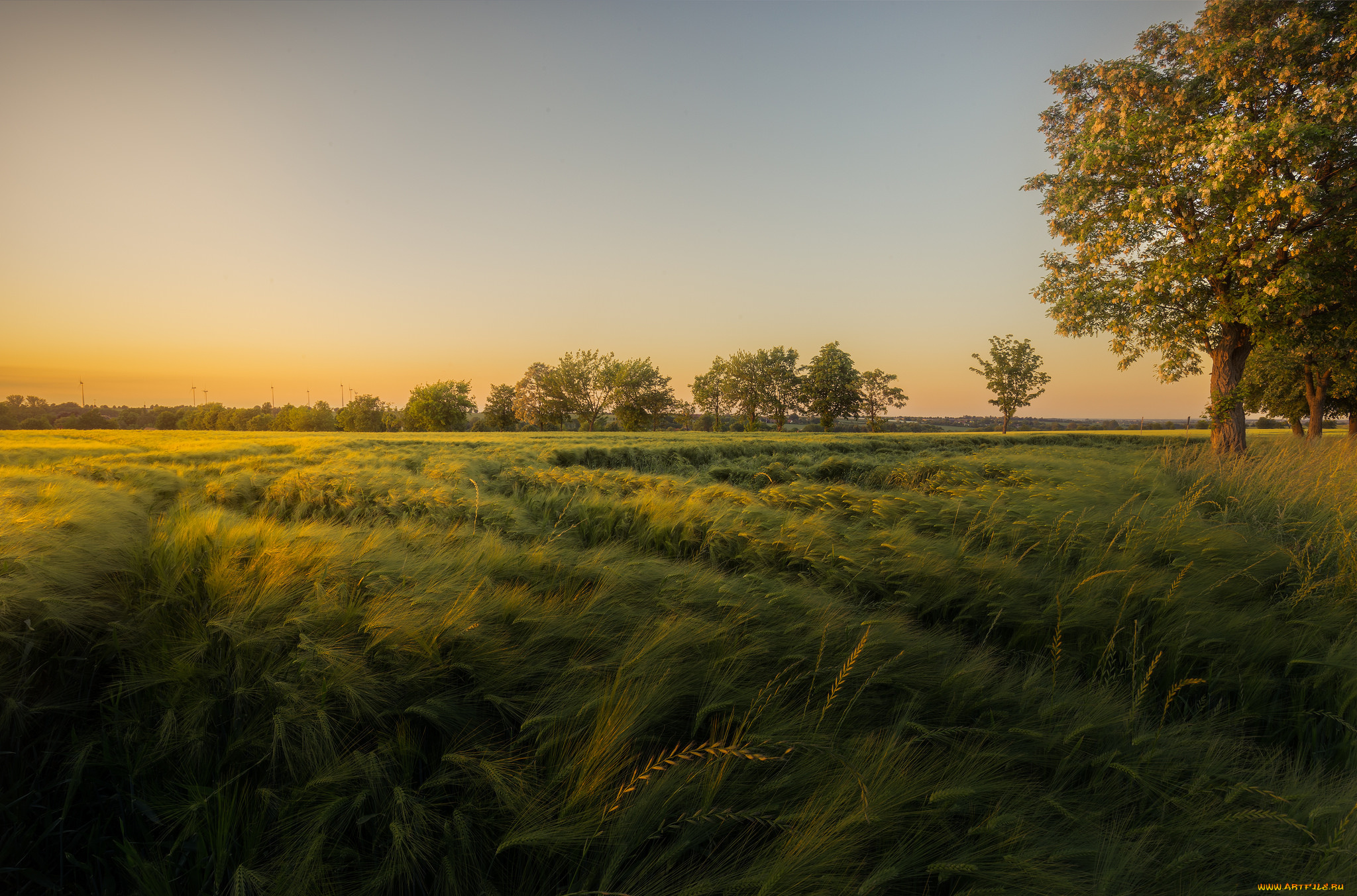 природа, поля, простор