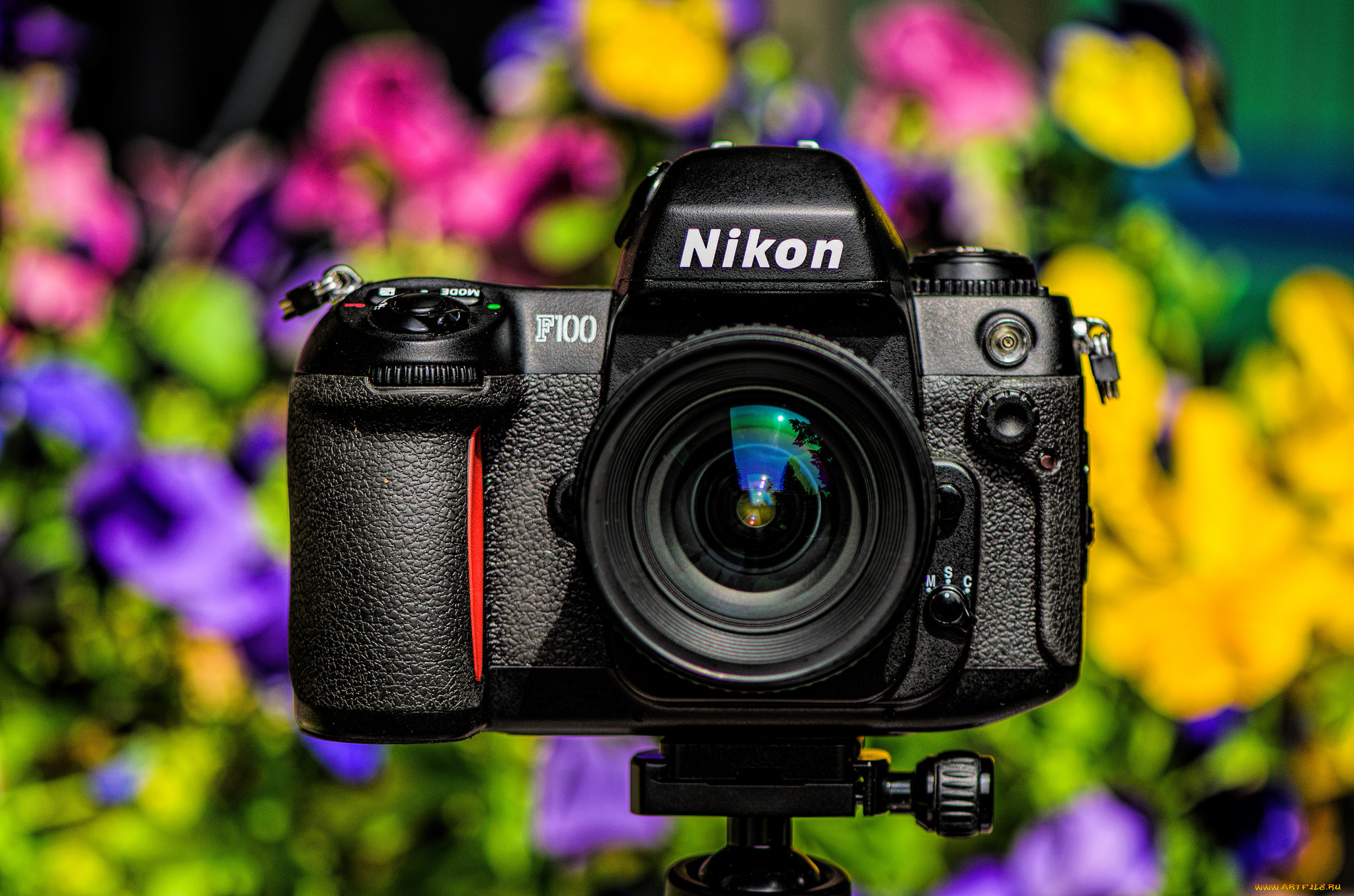 бренды, nikon, фотокамера