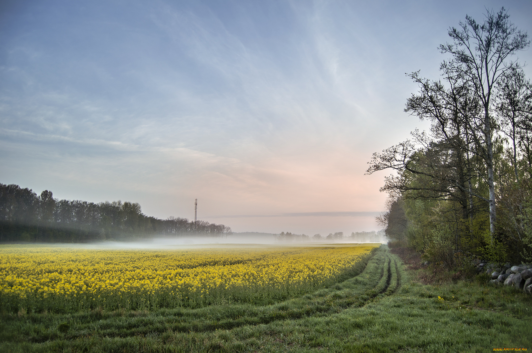 природа, поля, простор