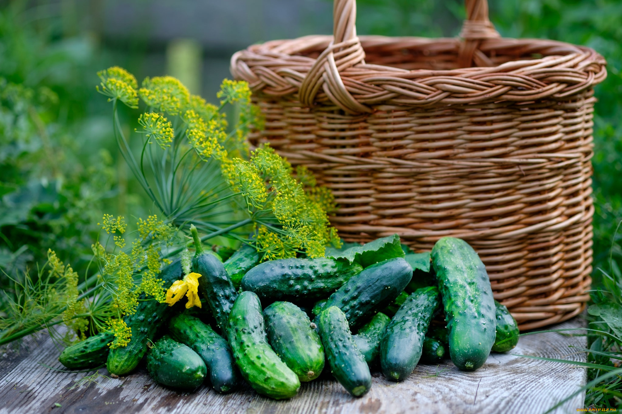 еда, огурцы, укроп, корзина