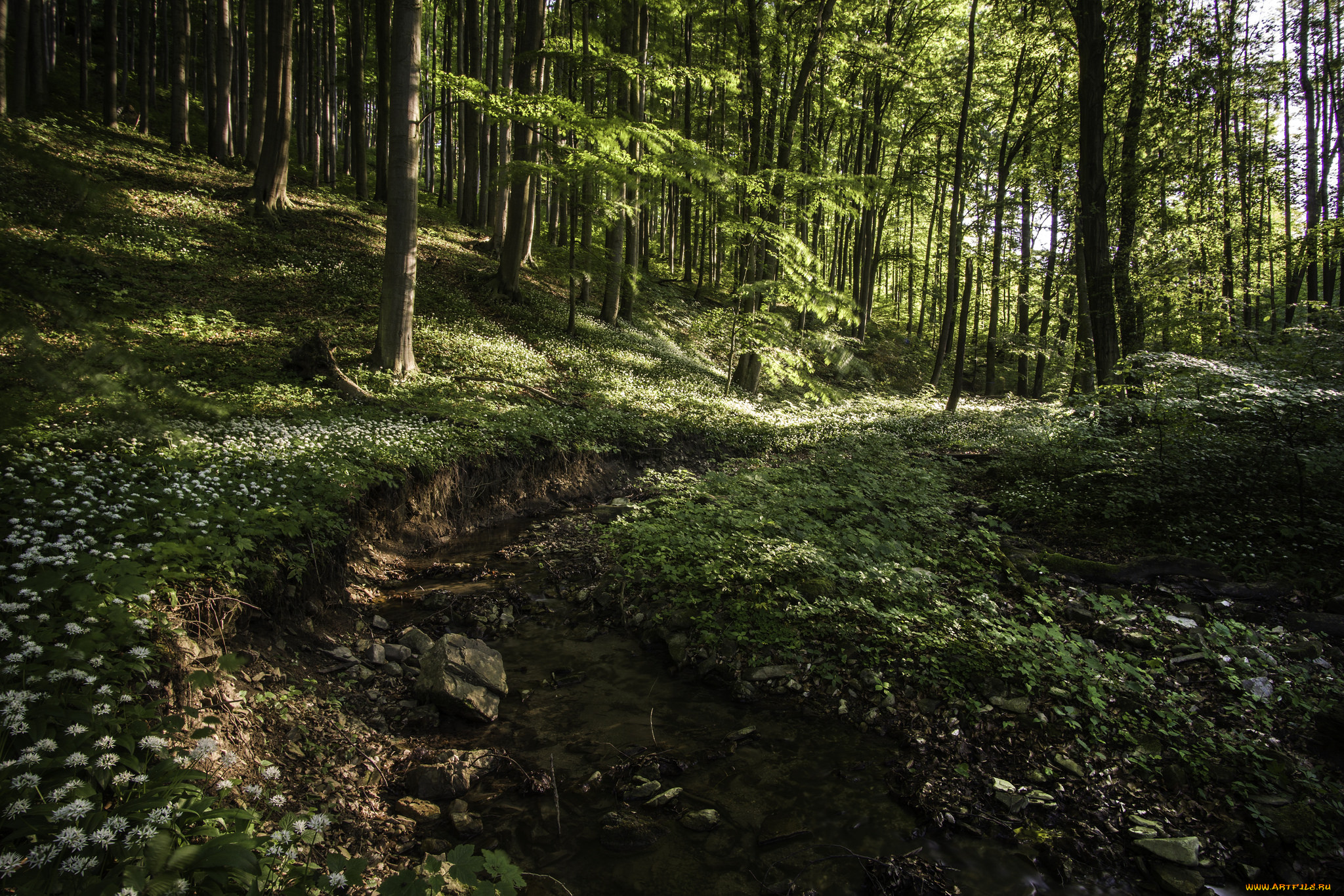 природа, лес, простор