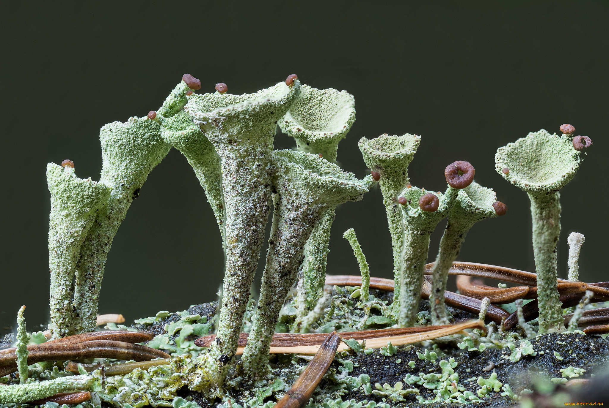 природа, грибы, осень