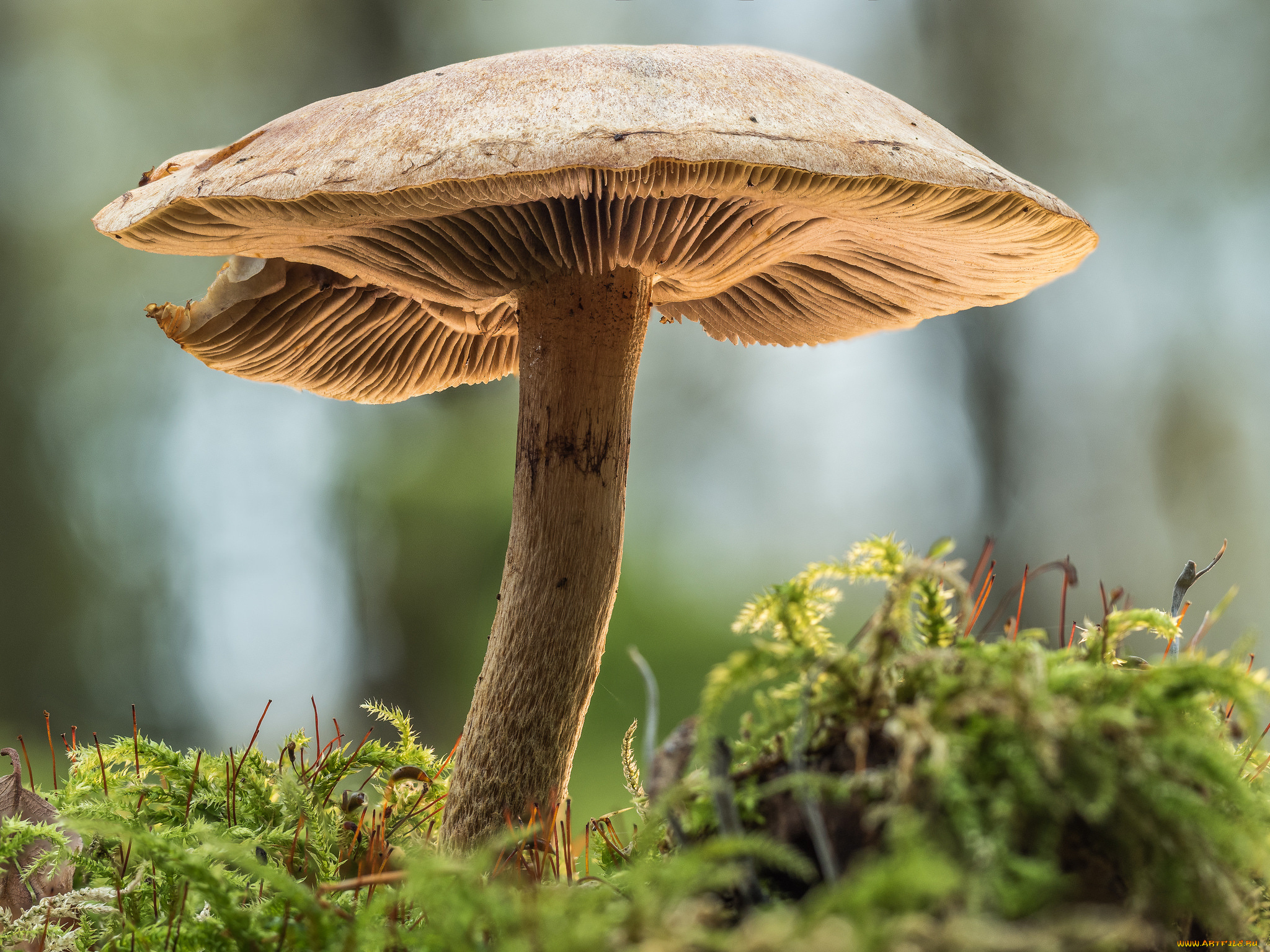 природа, грибы, осень