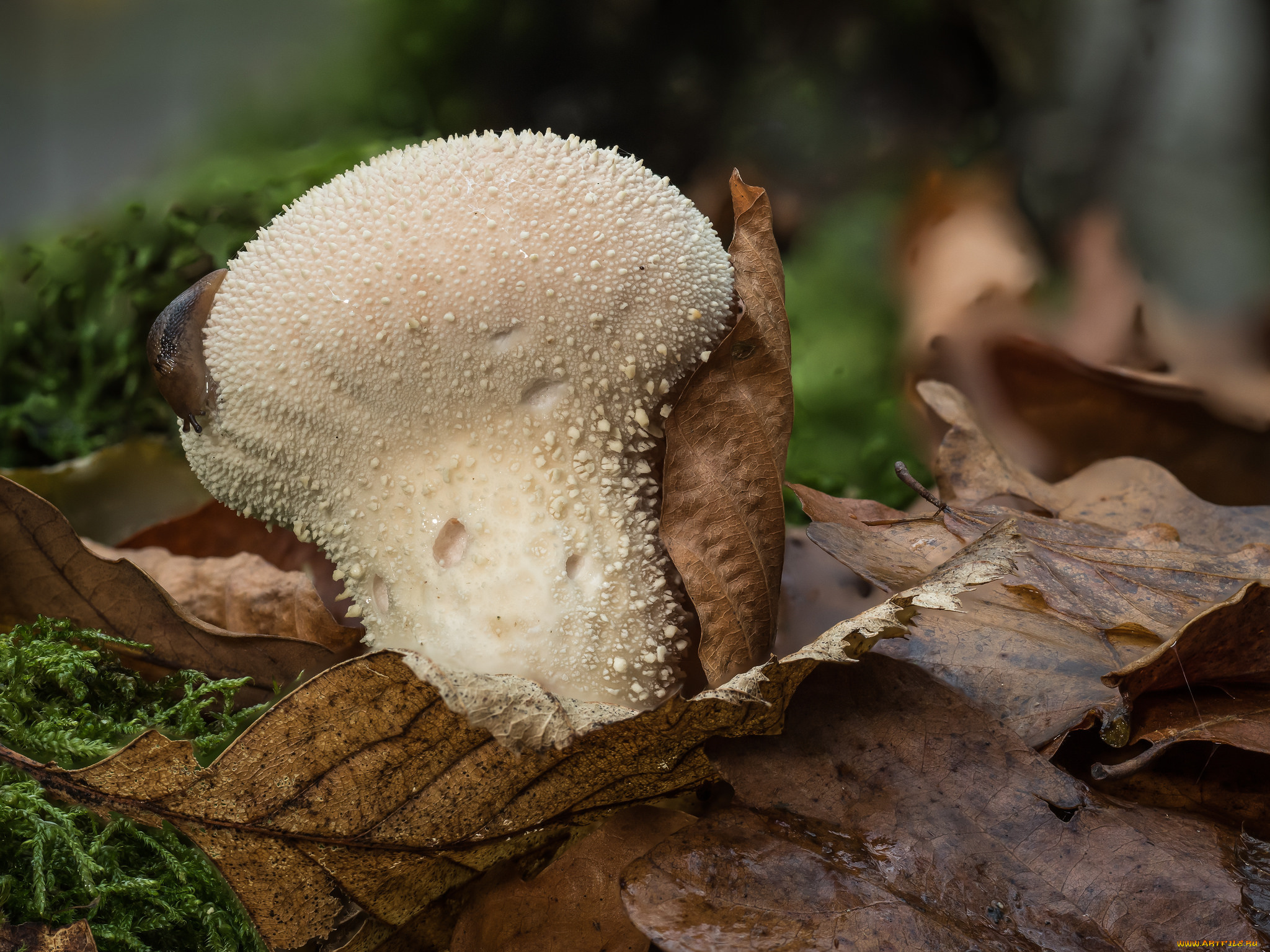 природа, грибы, осень