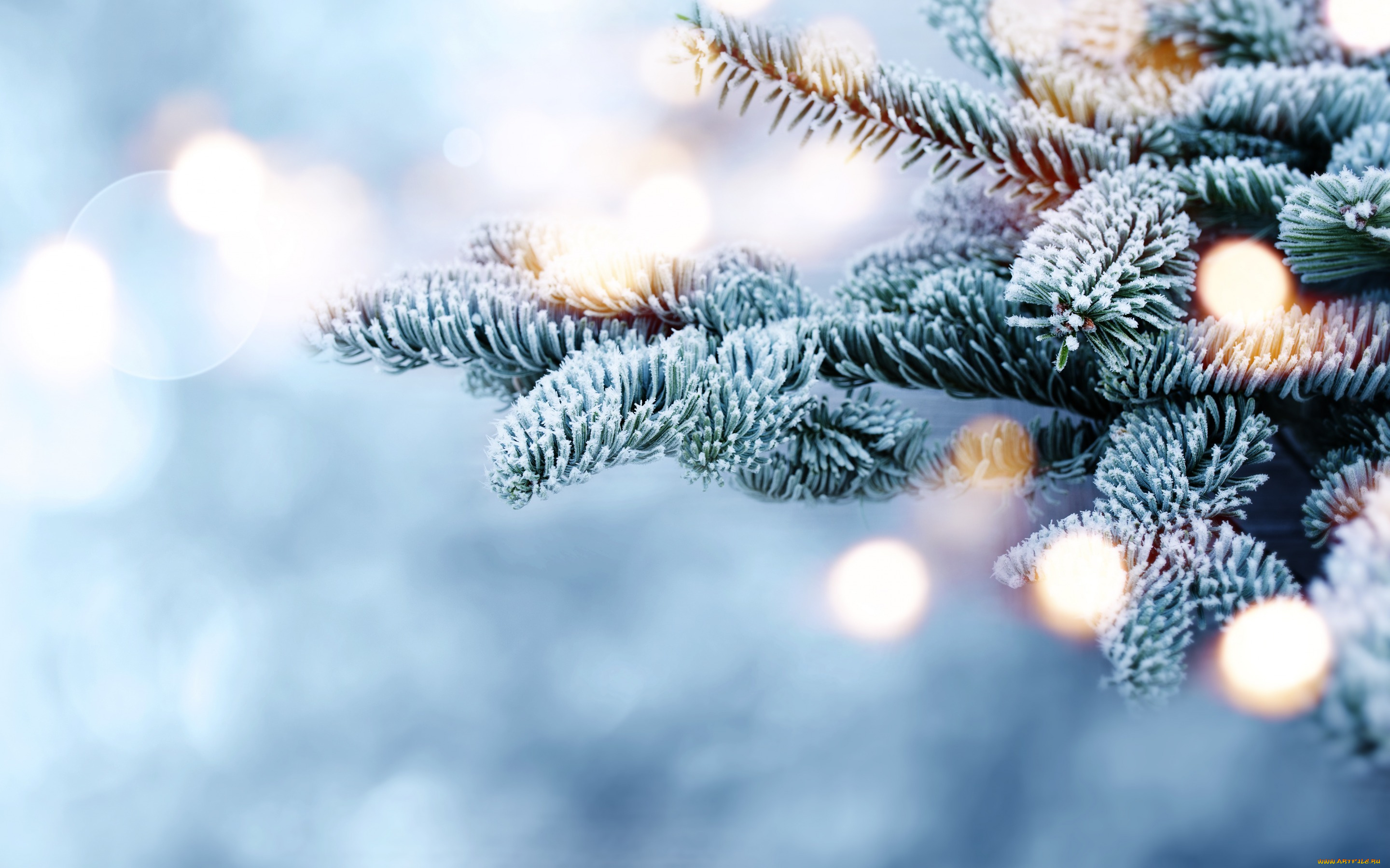 природа, деревья, ветки, bokeh, fir, tree, мороз, snow, снег, зима, елка, winter