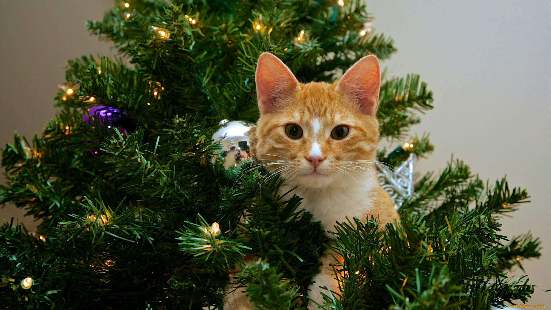 праздничные, -, разное, , новый, год, елка, кот, новый, год