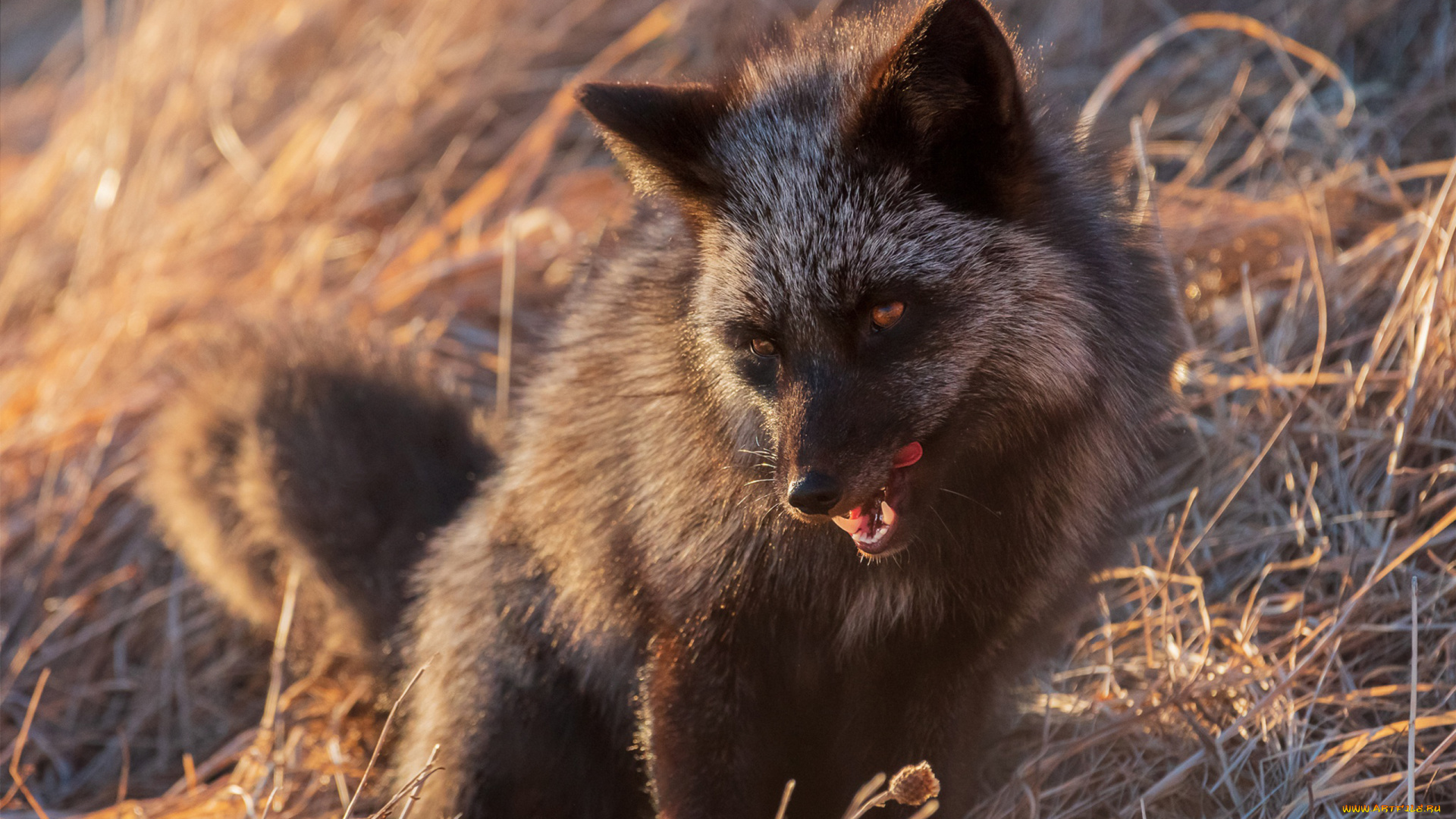 чернобурая, лисица, животные, лисы, чернобурая, лисица, black, fox, чернобурка, псовые, лисицы, млекопитающие, мех, пушнина, чёрная, лиса, хищник