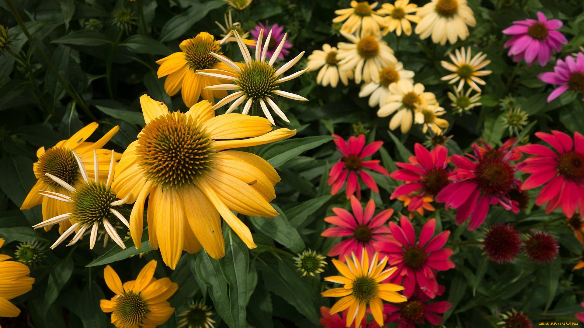 цветы, эхинацея, разноцветные