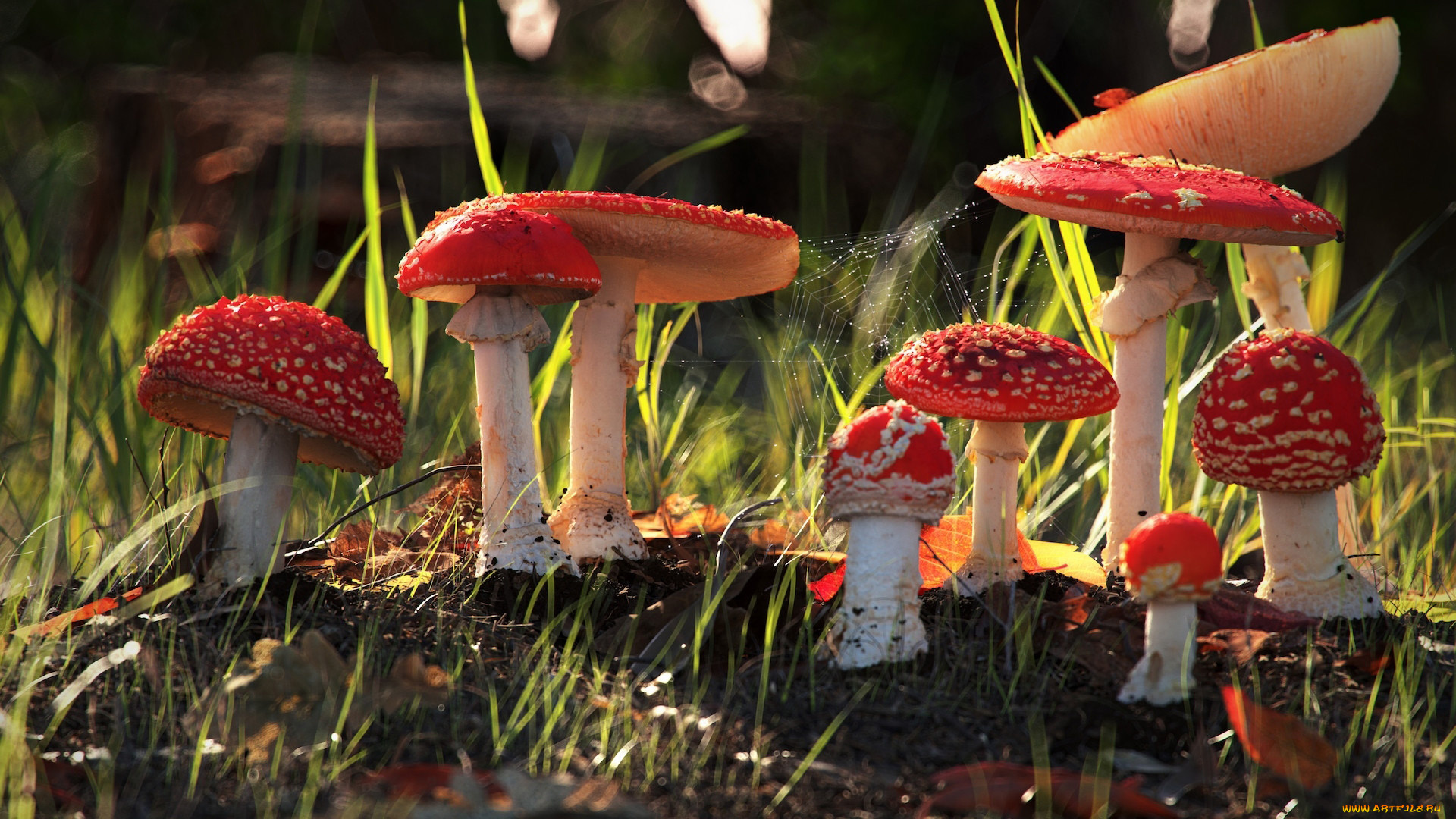 природа, грибы, , мухомор, грибная, семейка