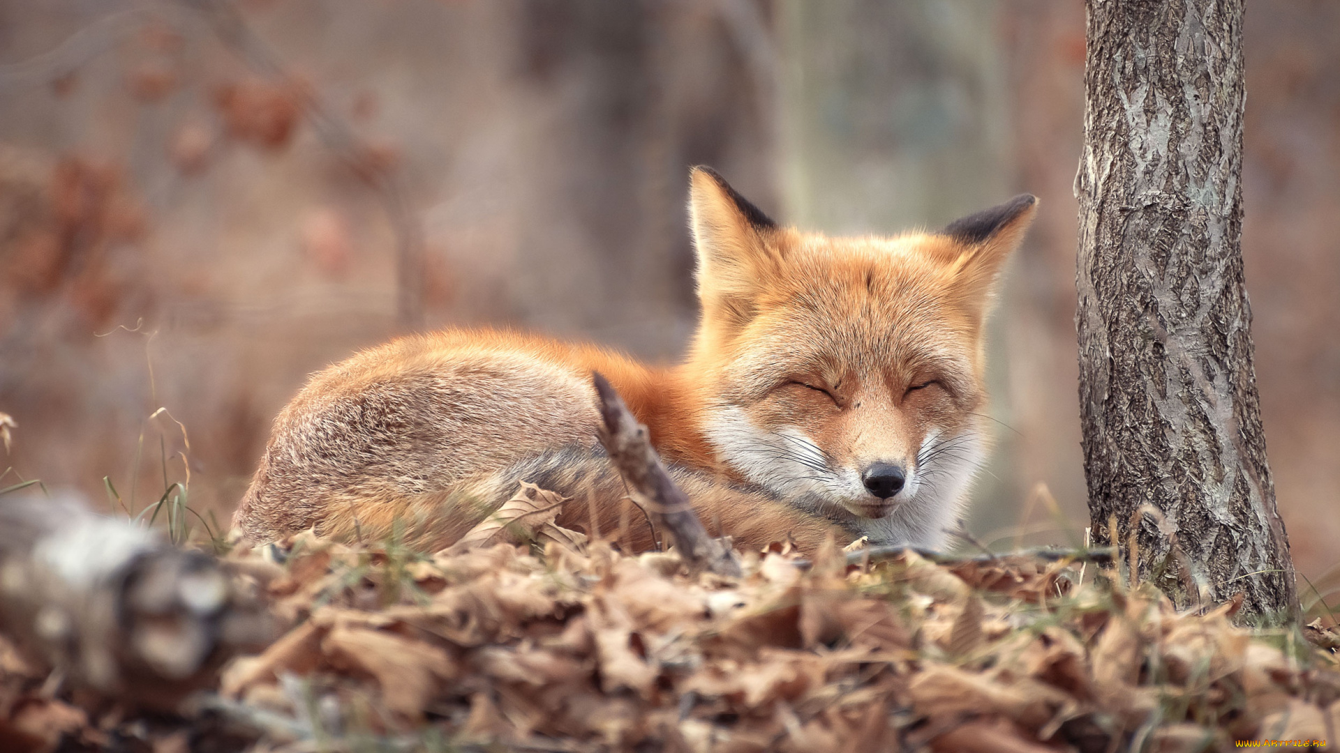 животные, лисы, лисица