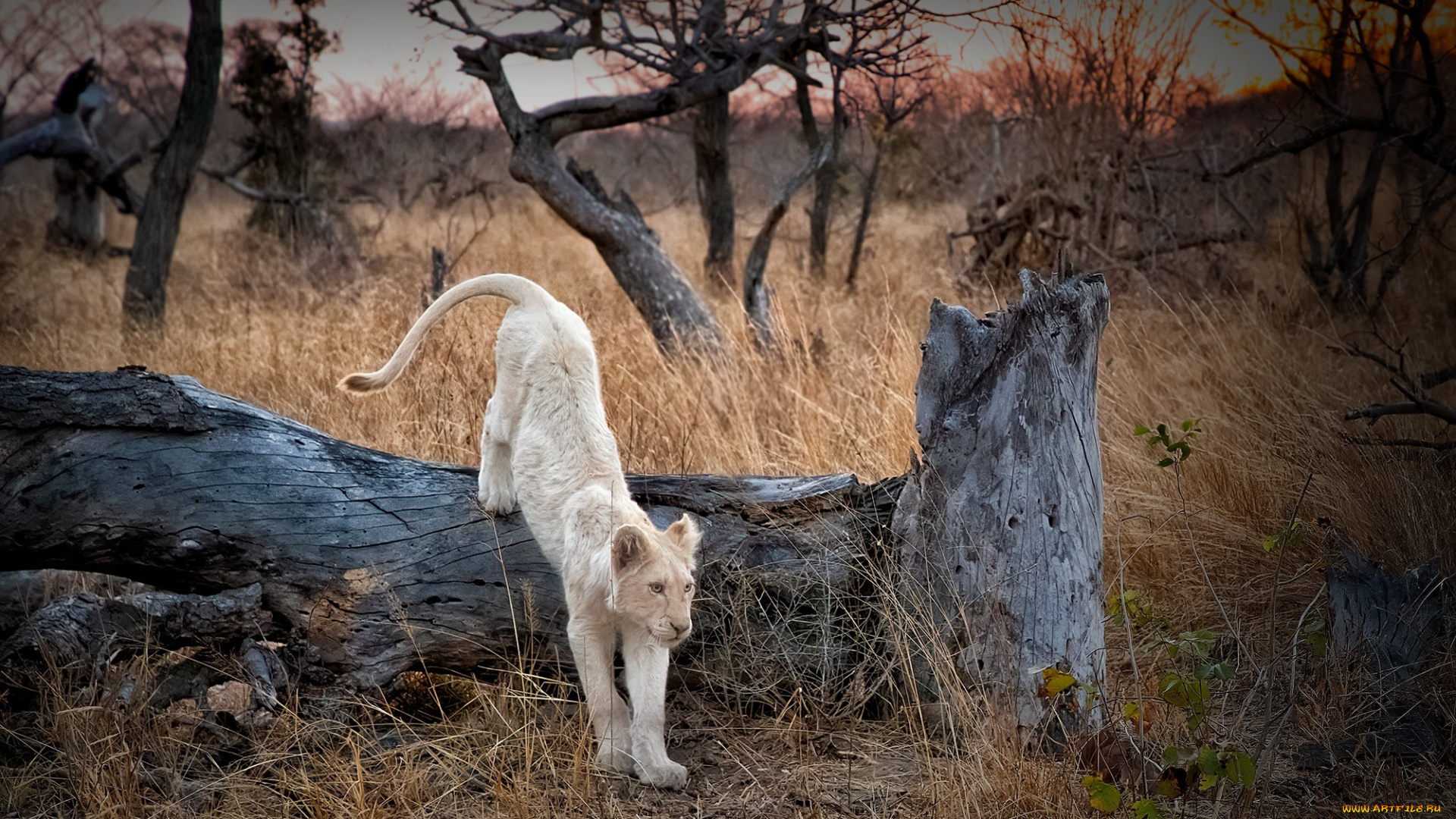 животные, львы, африка