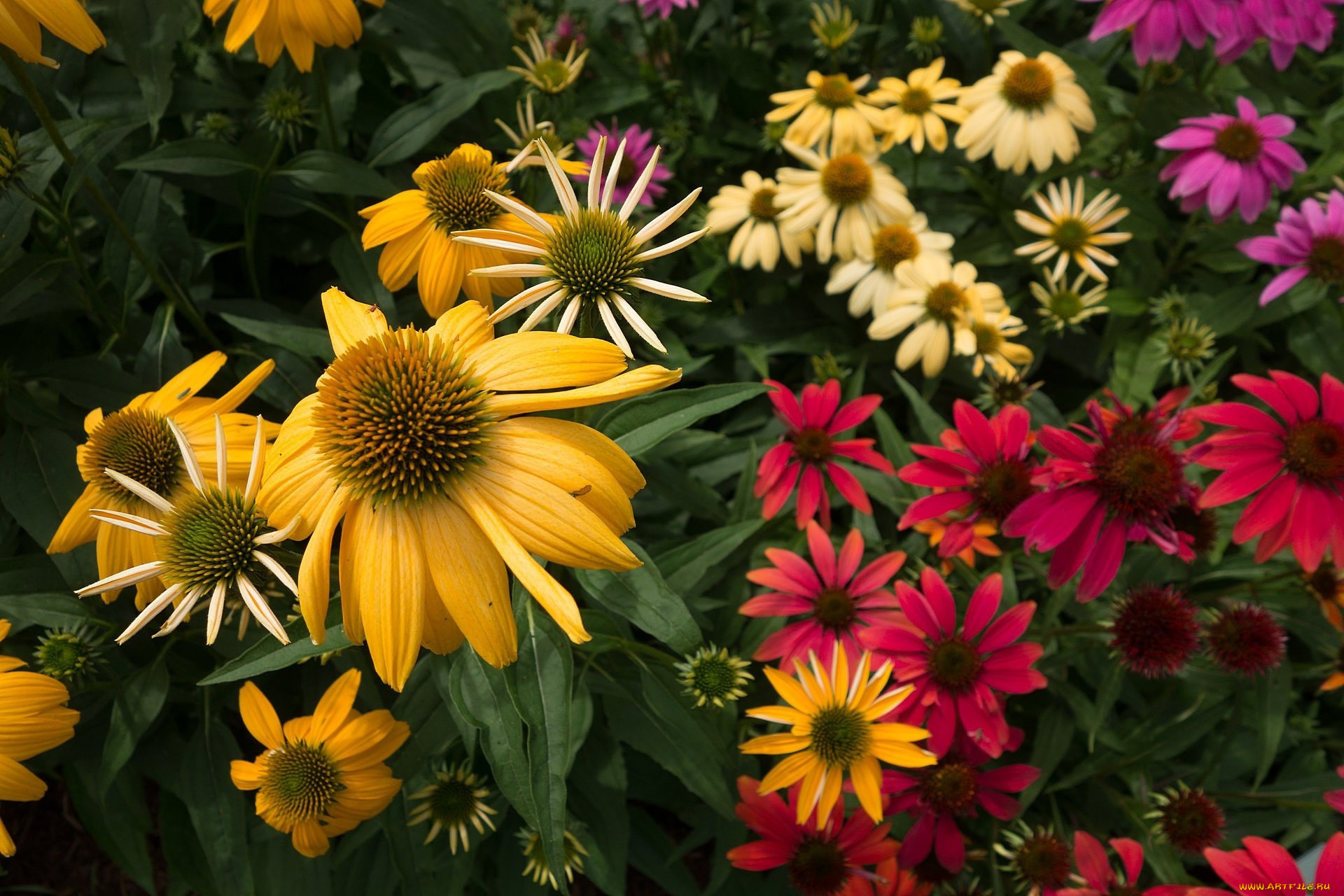 цветы, эхинацея, разноцветные