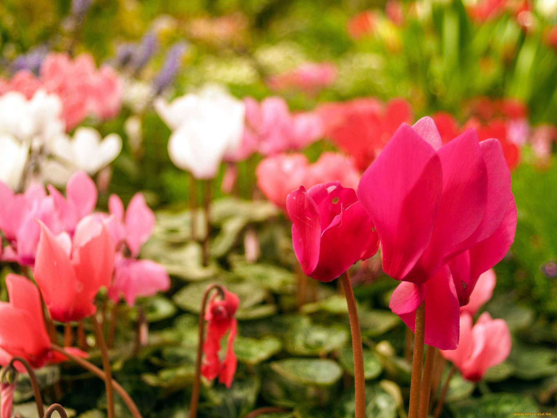 цветы, цикламены, цикламен