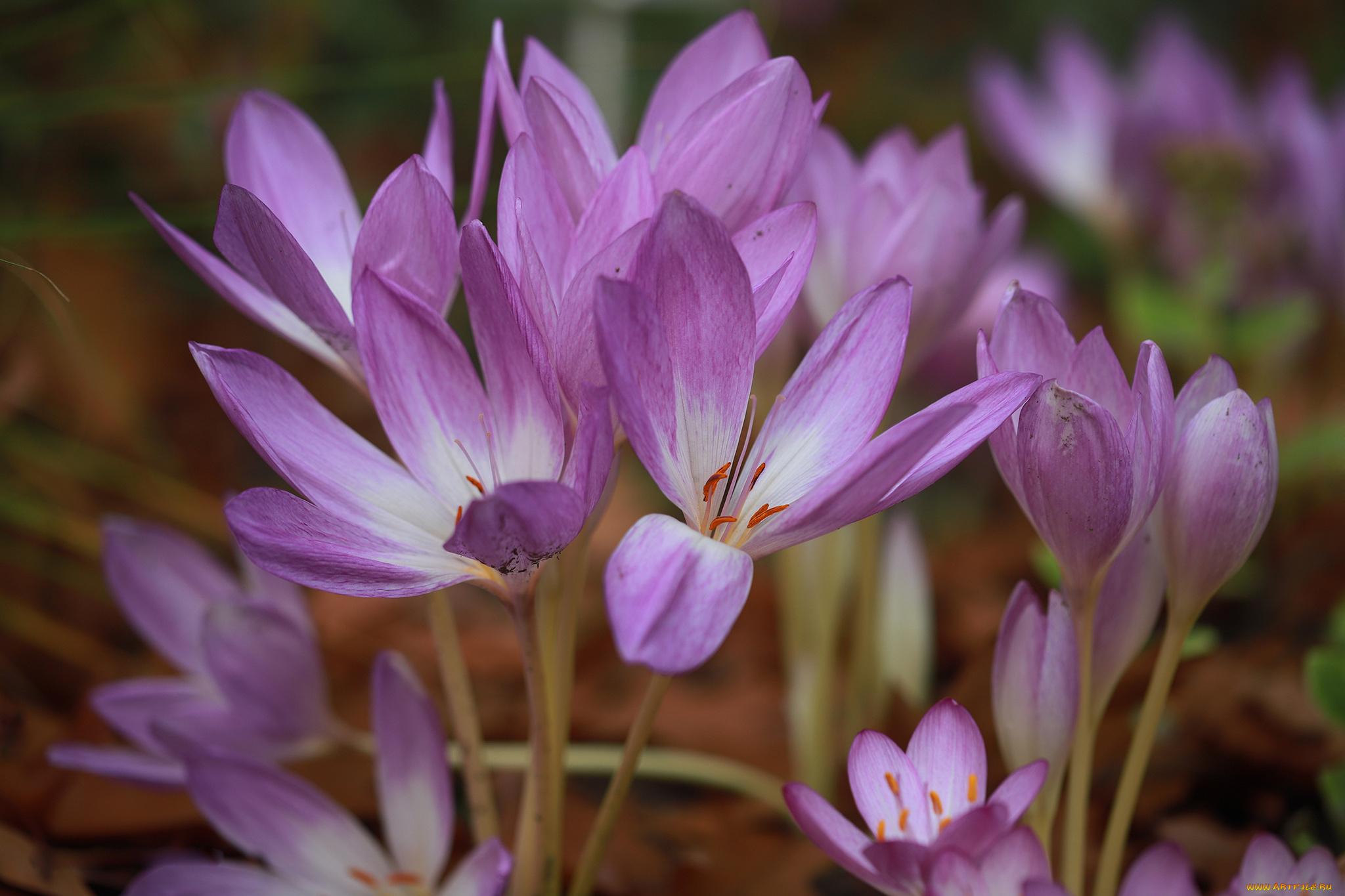 безвременник, осенний, цветы, безвременник, осенний
