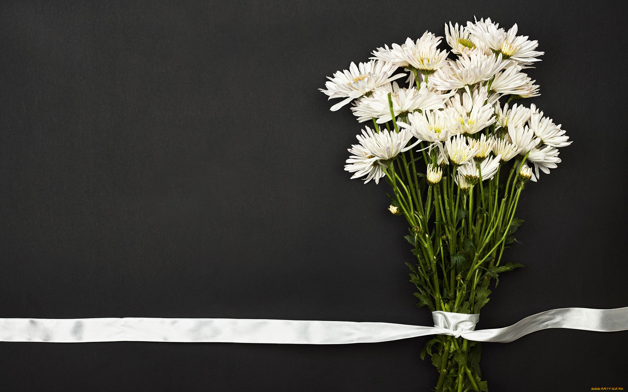 цветы, хризантемы, белые