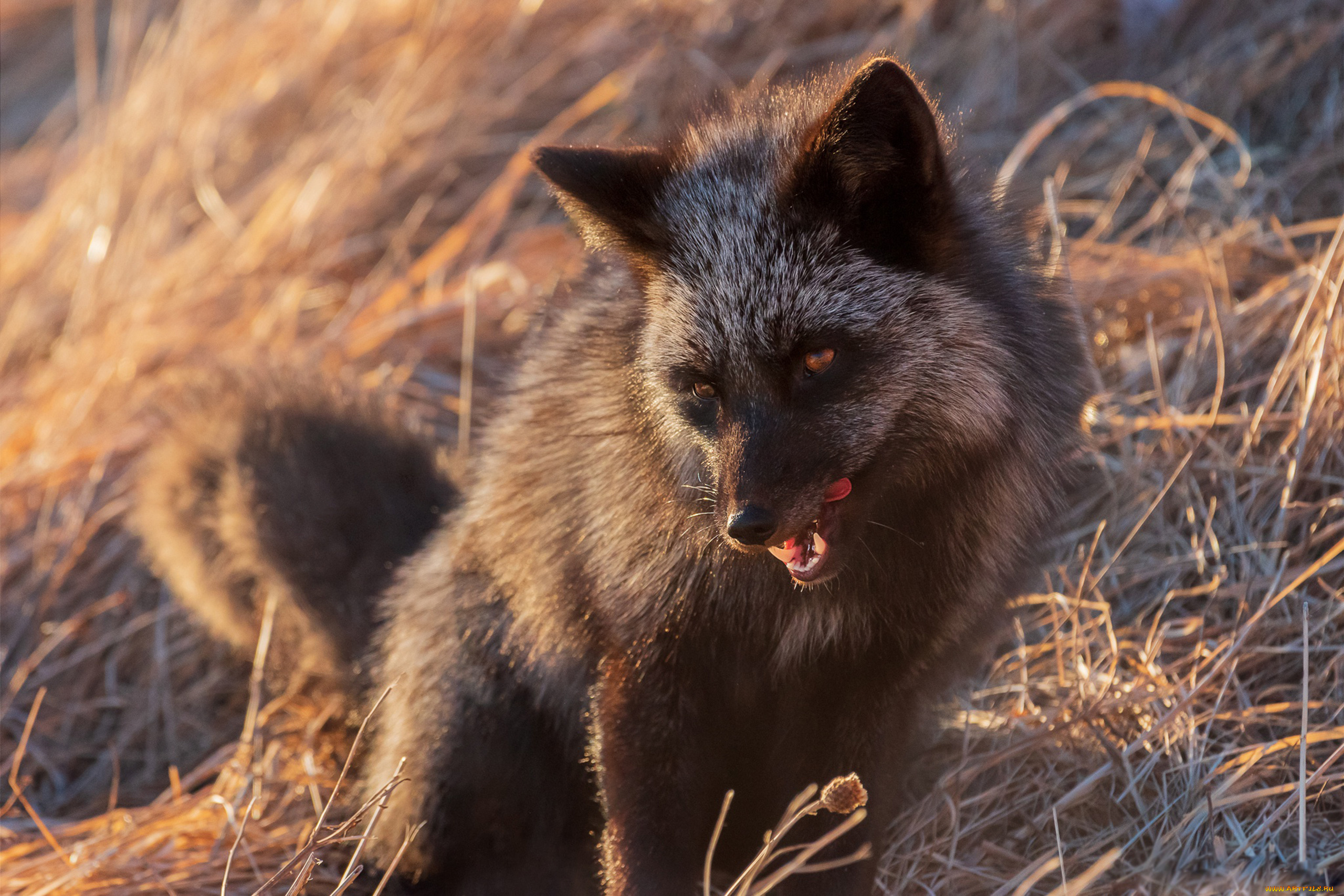 чернобурая, лисица, животные, лисы, чернобурая, лисица, black, fox, чернобурка, псовые, лисицы, млекопитающие, мех, пушнина, чёрная, лиса, хищник