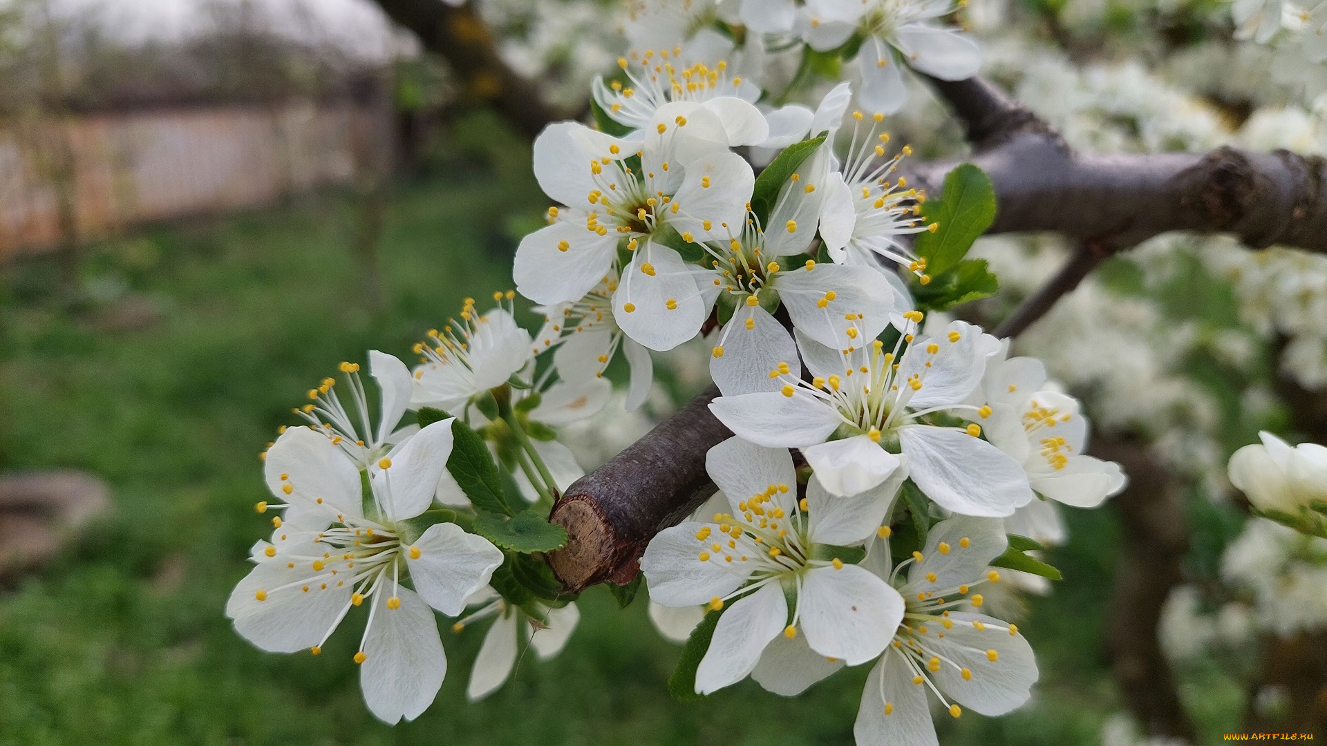 цветы, цветущие, деревья, , , кустарники, алыча