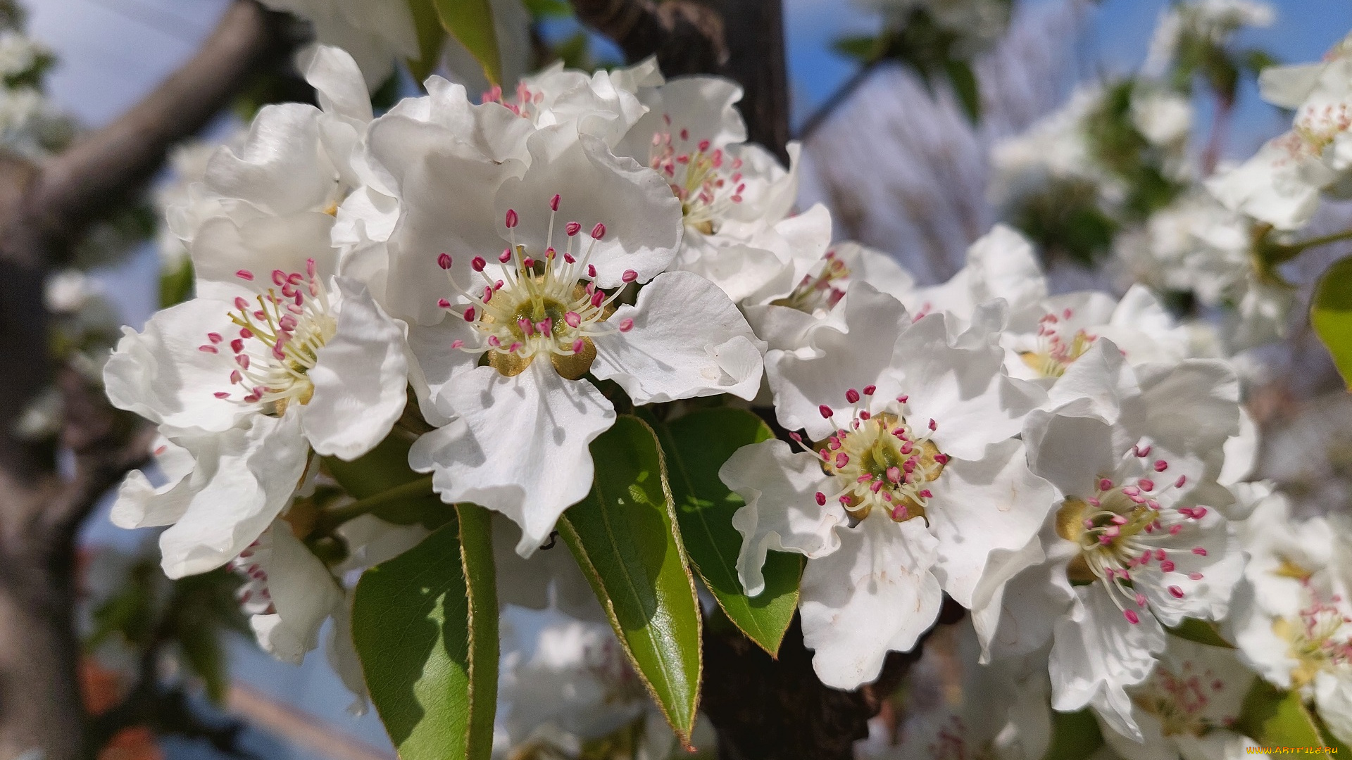 цветы, цветущие, деревья, , , кустарники, груша