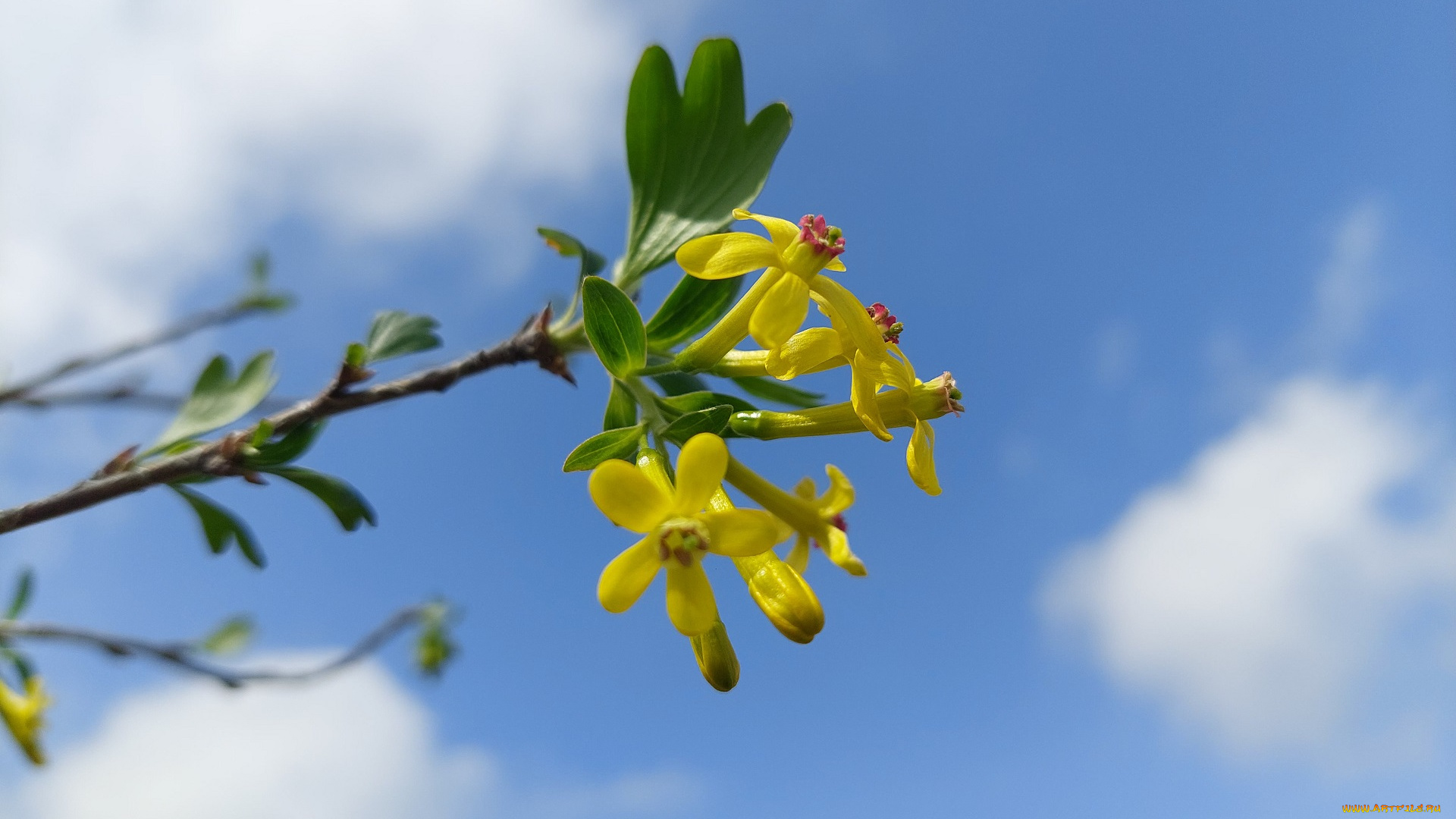 цветы, цветущие, овощи, , ягоды, черная, смородина