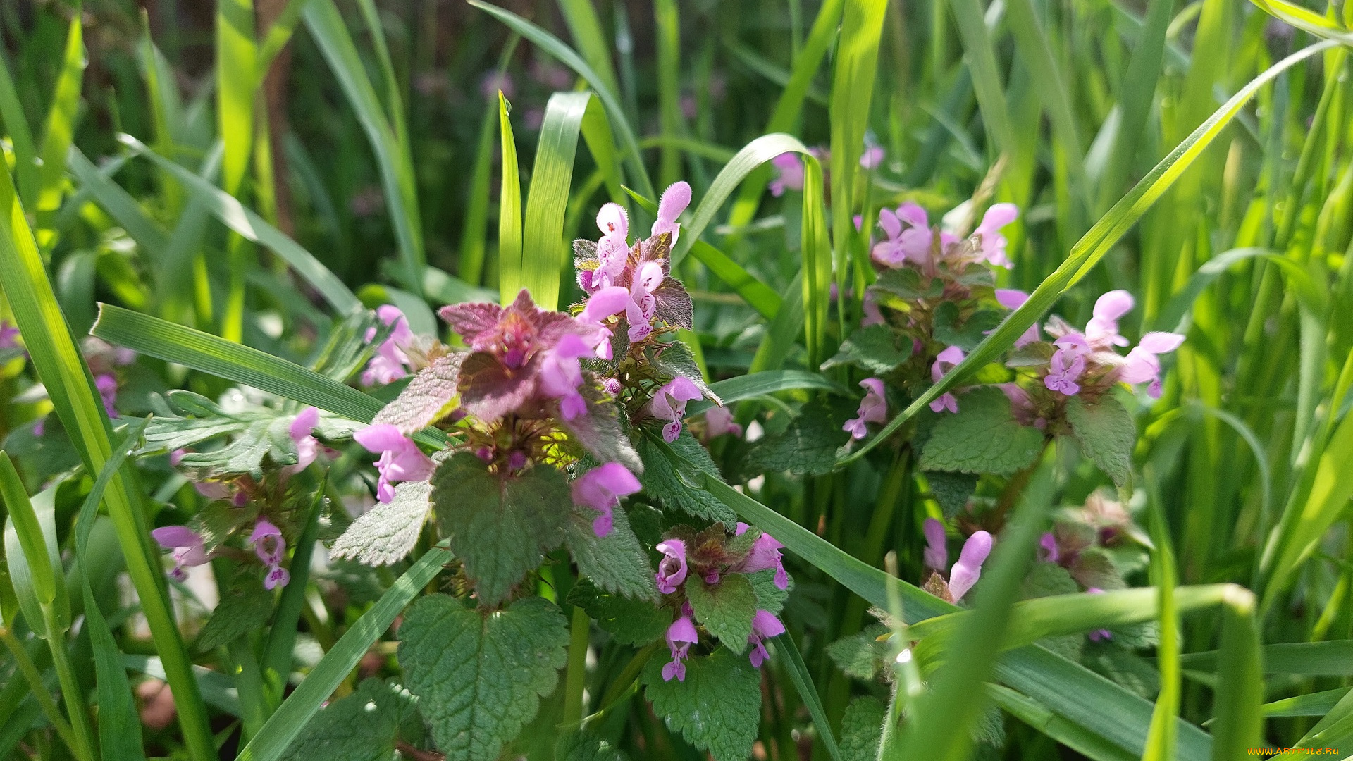 цветы, луговые, , полевые, , цветы, луговые