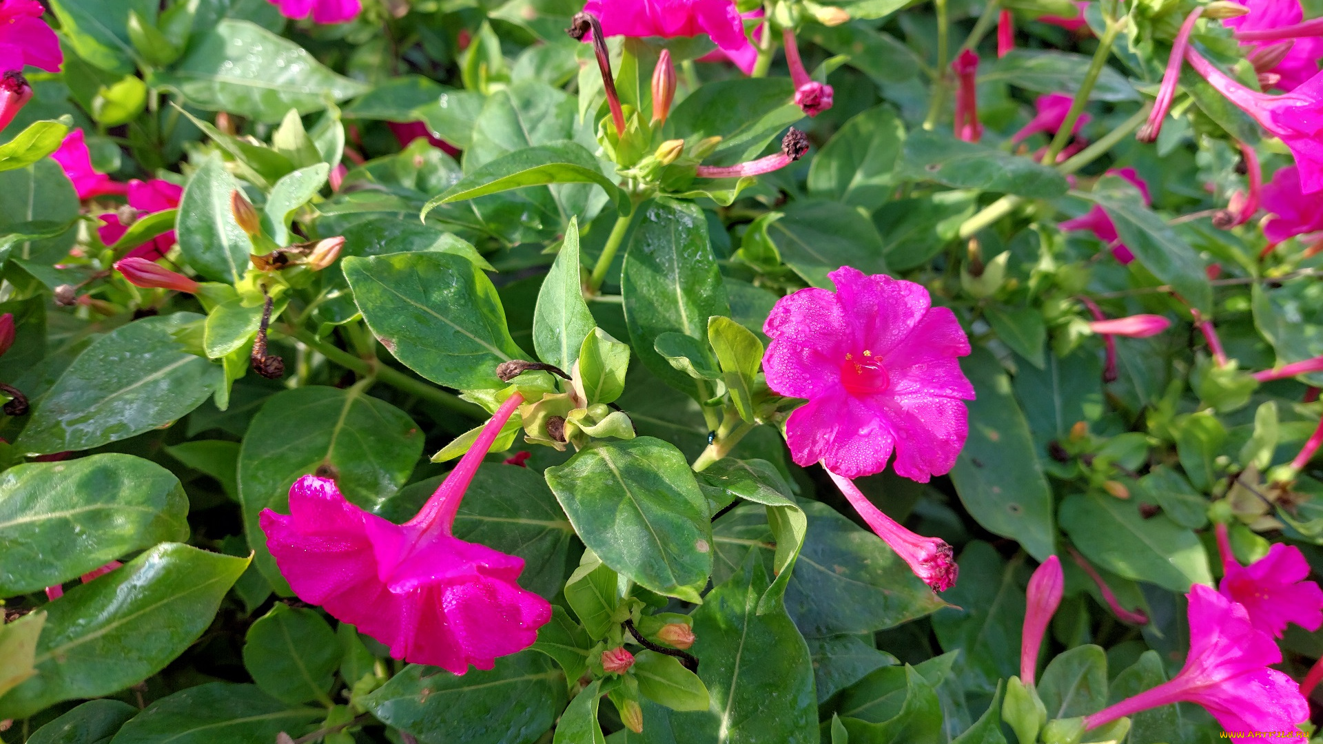 цветы, мирабилис, , ночная, красавица, мирабилис