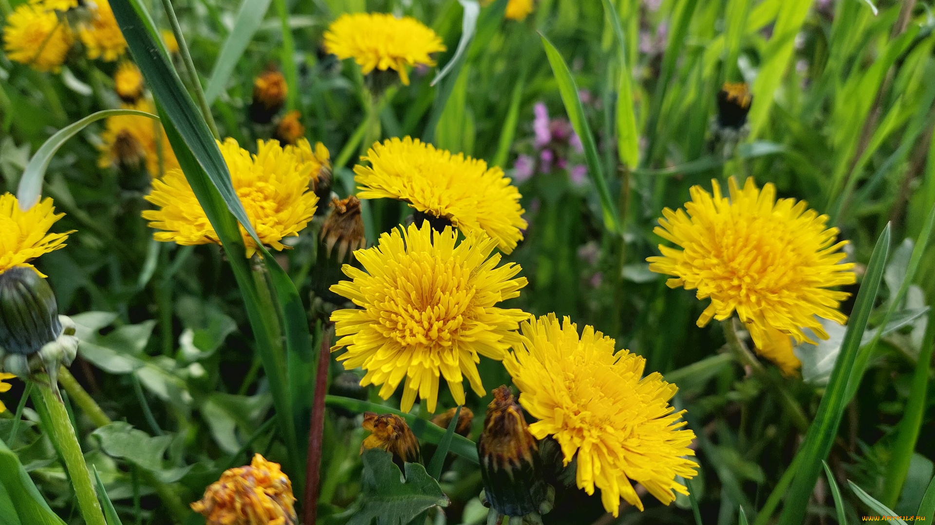 цветы, одуванчики