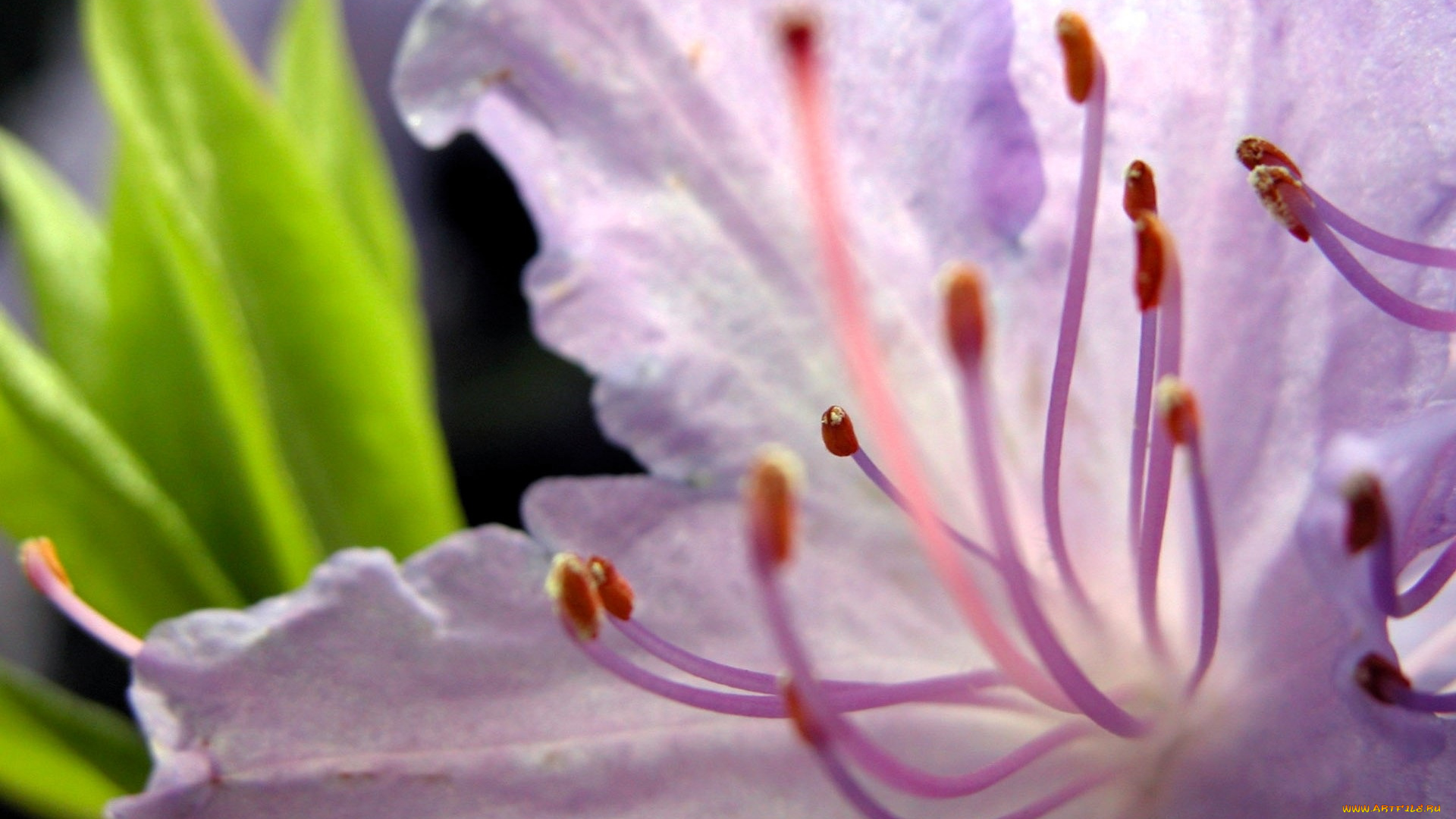 цветы, рододендроны, , азалии, цветение, макро