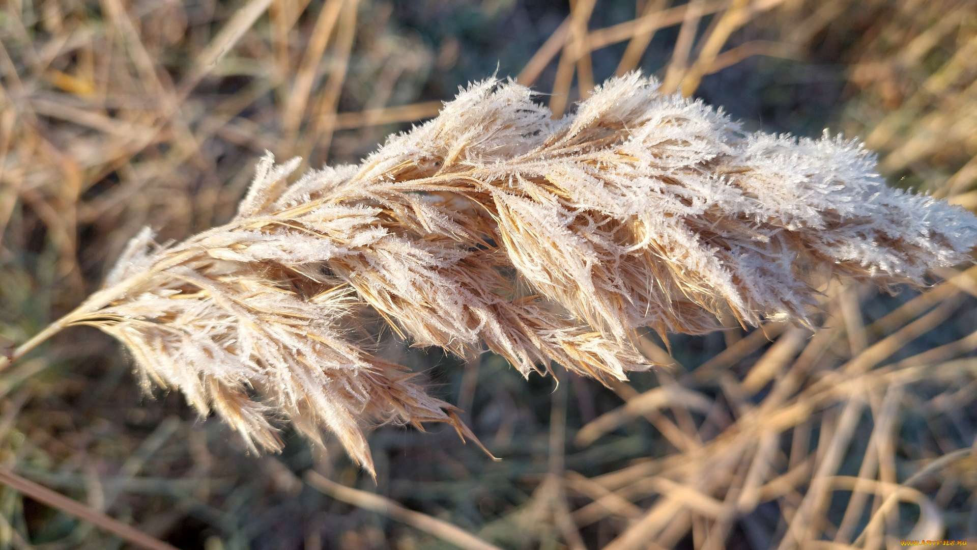 природа, макро, камыш